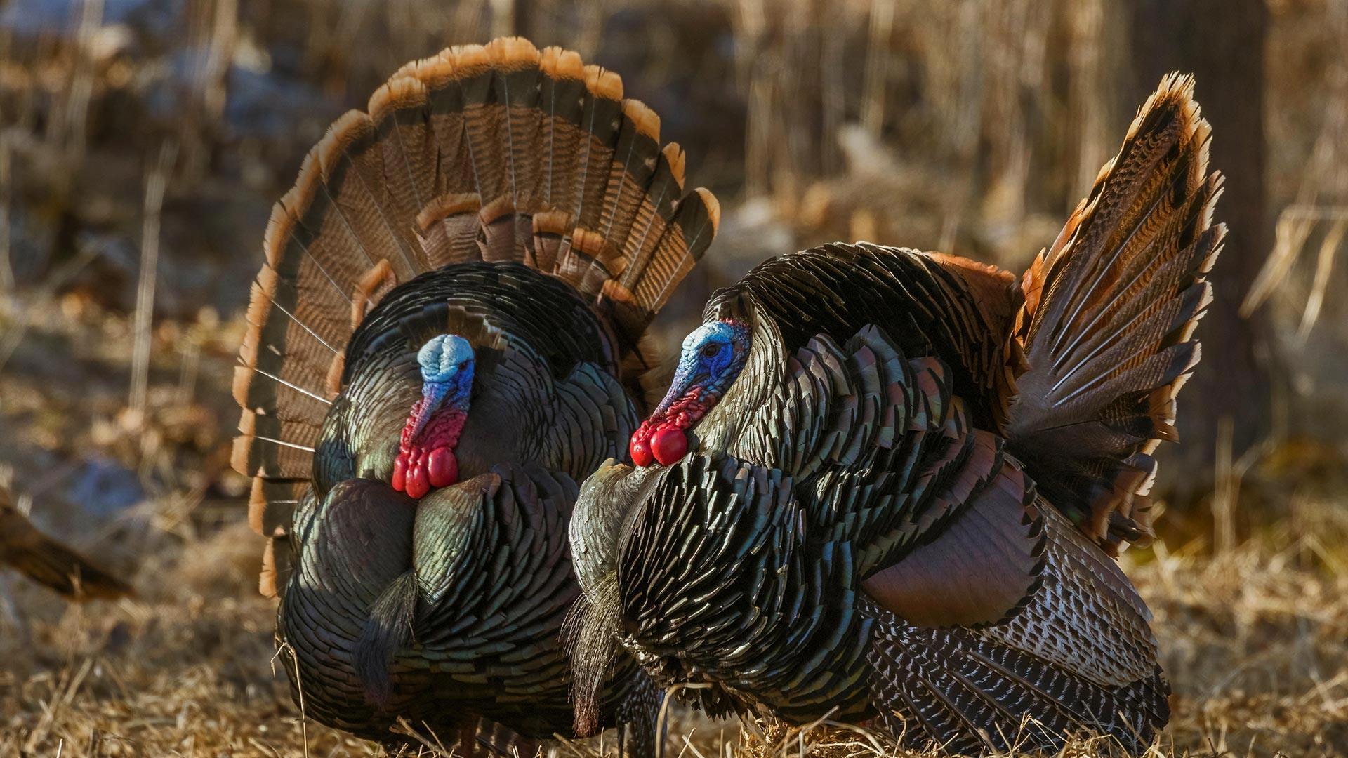 Wild Turkeys - Domesticated Turkey - HD Wallpaper 