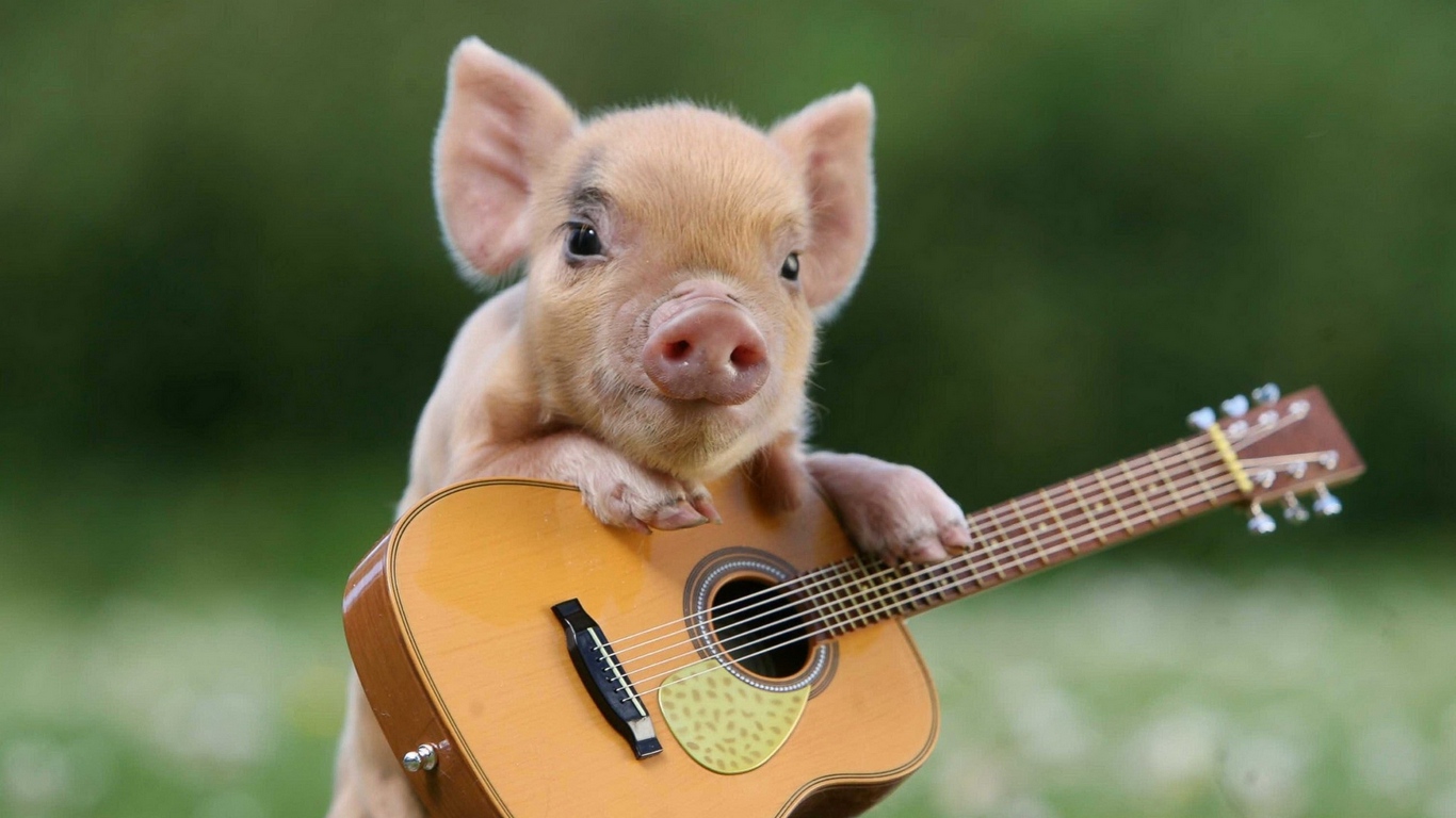 Wallpaper Pig, Little Pig, Guitar - Small Pig - HD Wallpaper 