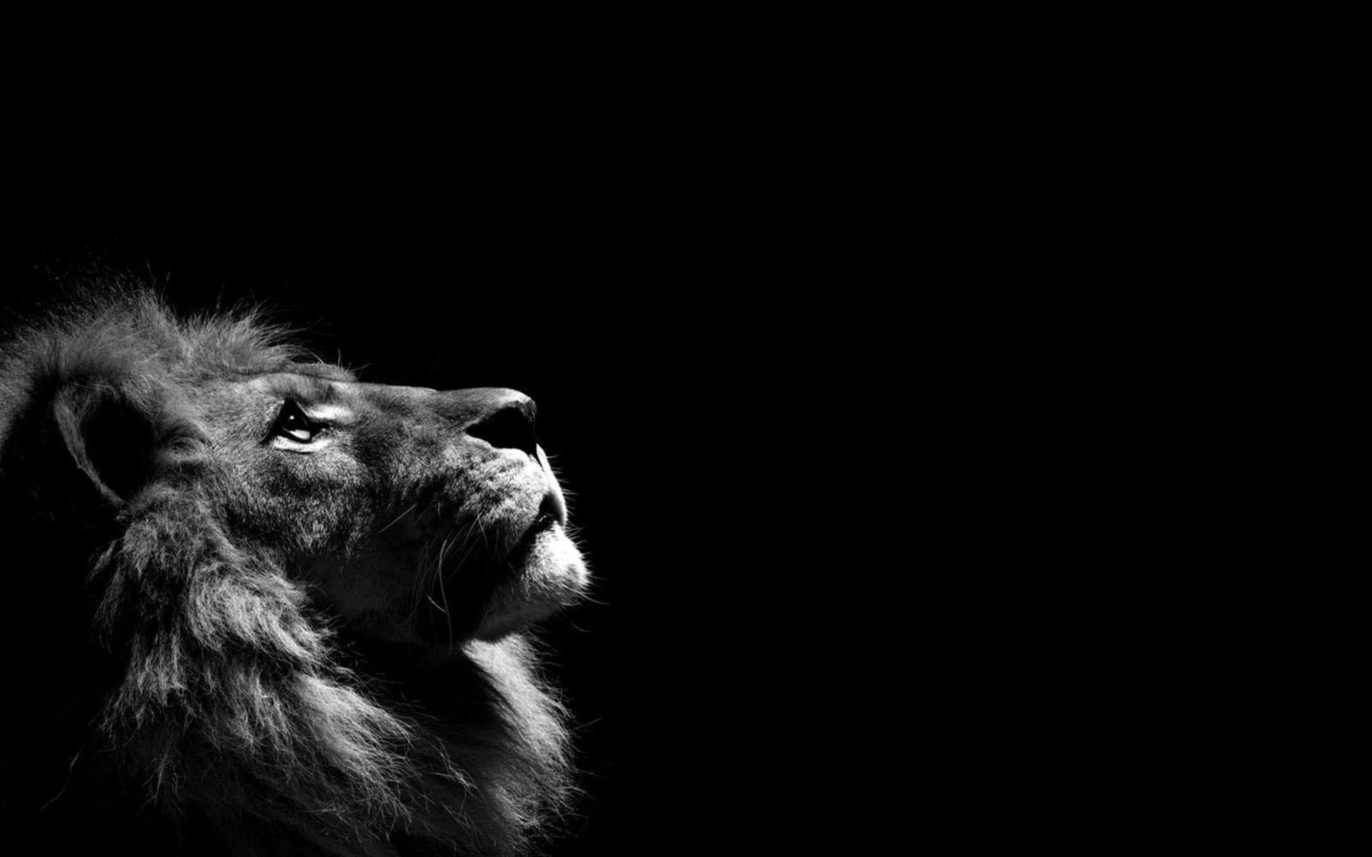 Black Lion Looking Up - HD Wallpaper 