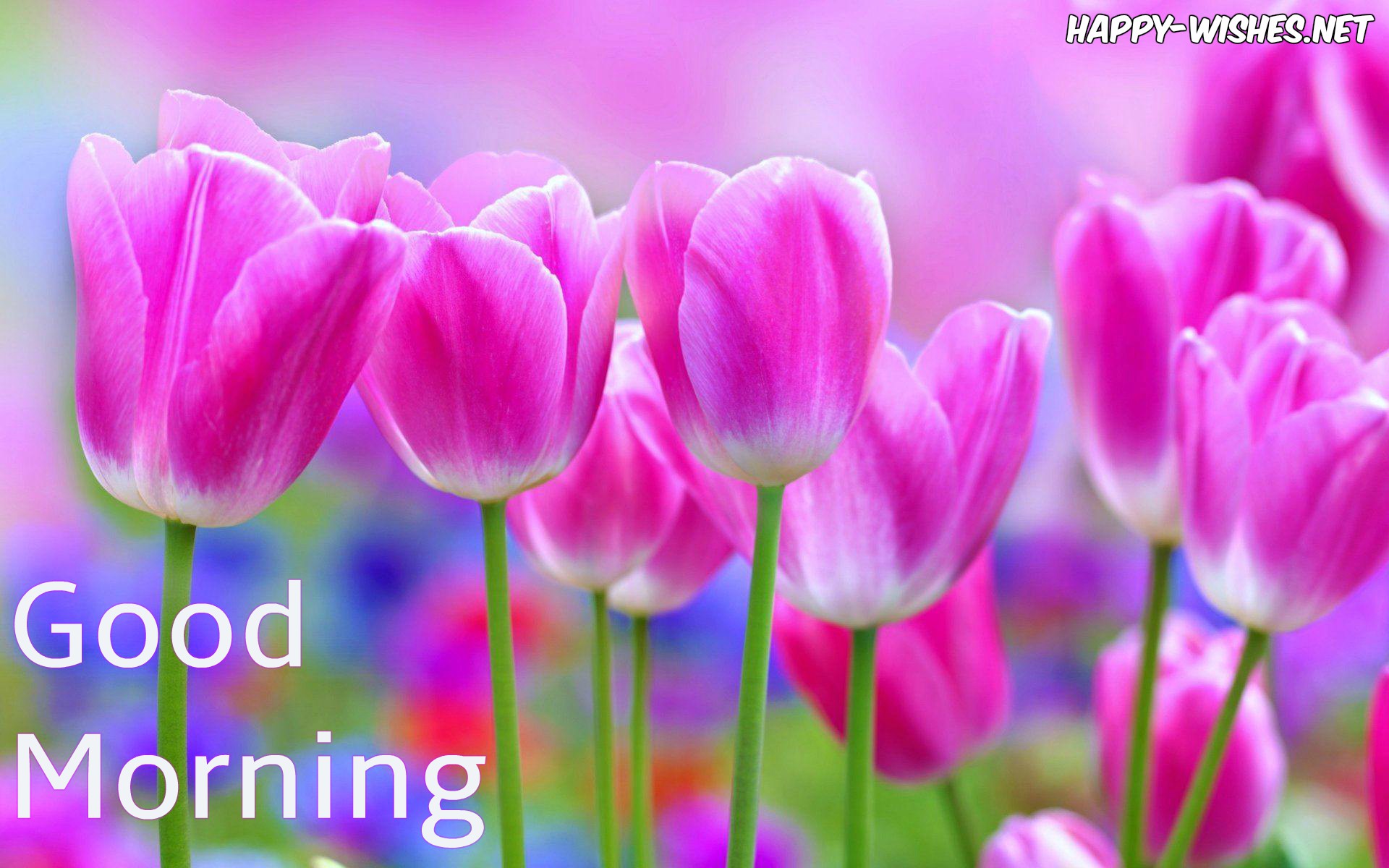 Good Morning Wishes With Flowers Images - Beautiful Wallpaper Flowers - HD Wallpaper 