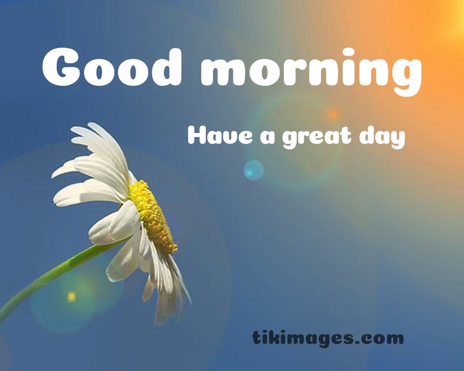 Good Morning Love Photo Images Wallpaper With Quotes - Camomile - HD Wallpaper 