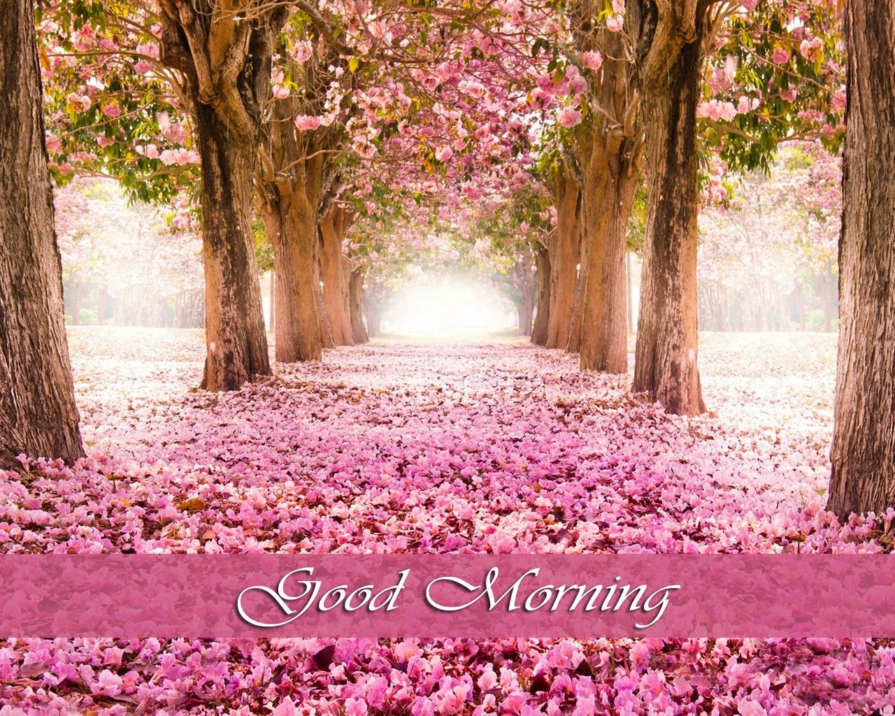 Morning Wallpaper - HD Wallpaper 