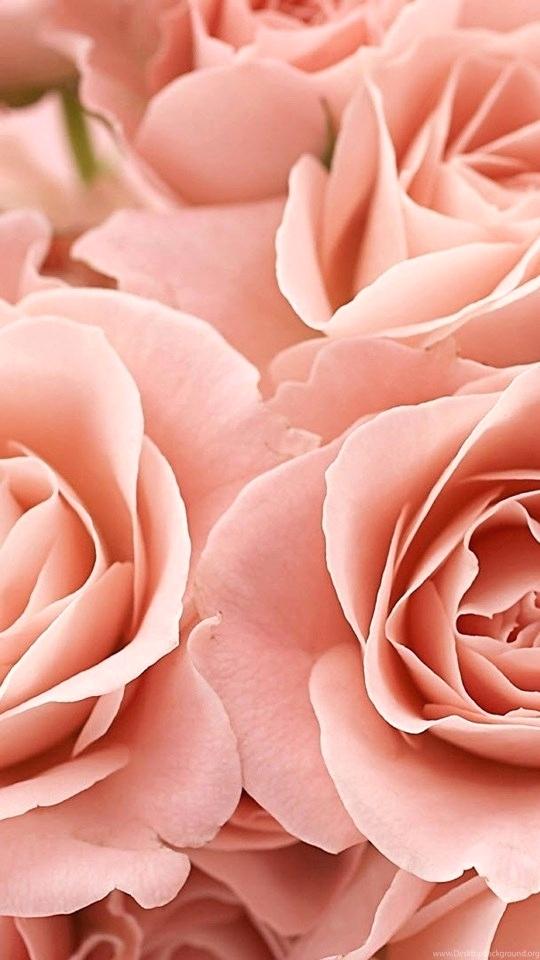 Free Rose Wallpaper Mobile Android Tablet Pink For 540x960 Teahub Io - Rose Flower Hd Wallpaper For Android Mobile