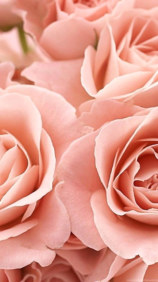 Free Rose Wallpaper Mobile Android Tablet Free Download Pink Rose Wallpaper For Mobile 540x960 Wallpaper Teahub Io