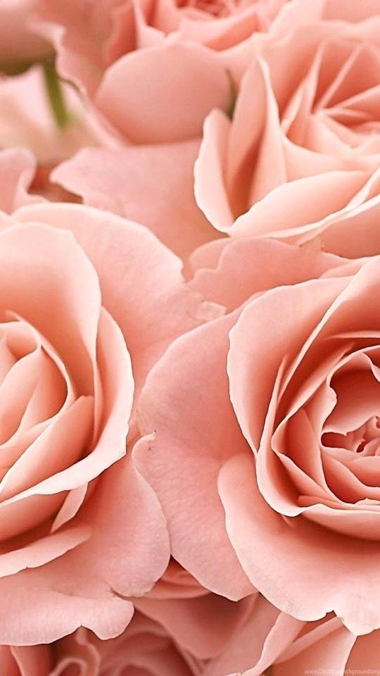 Pink Rose Wallpaper For Mobile / Rosa Bild Mobile Full Hd Pink Rose