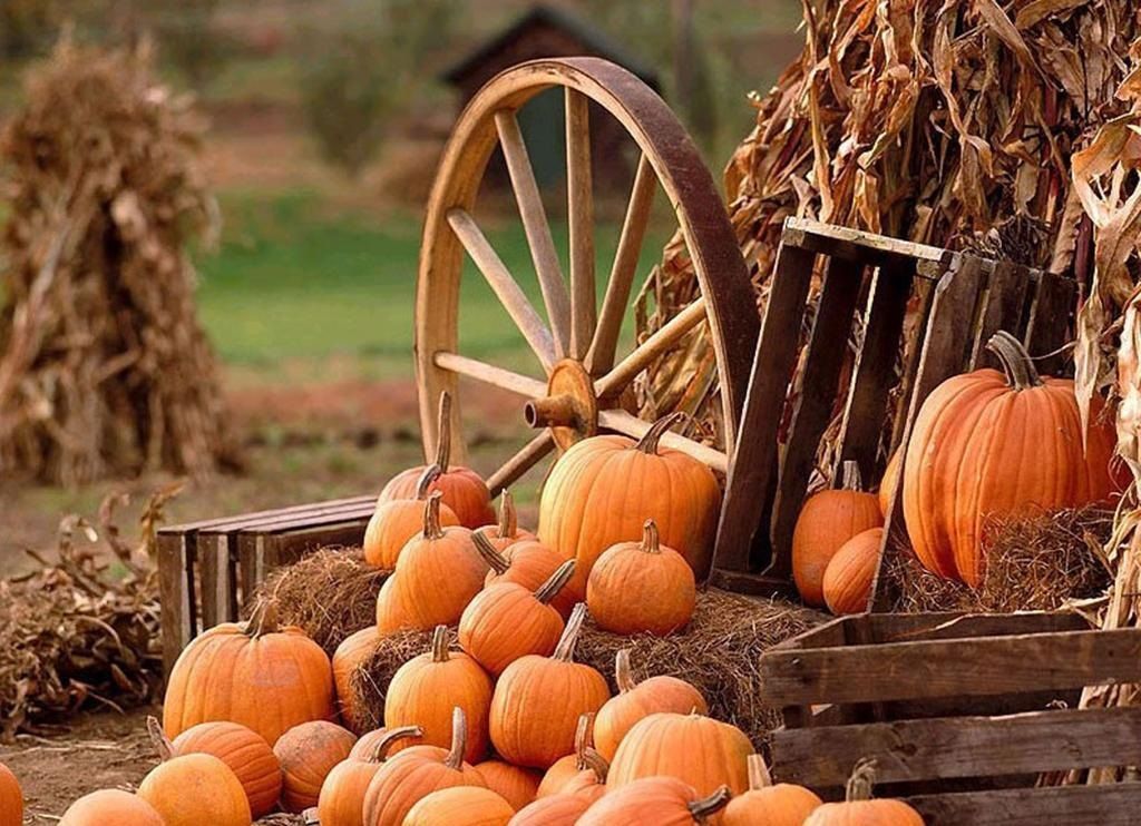 Hd Thanksgiving Wallpaper Â€“ Asiancinema - Pumpkins And Hay Bales - HD Wallpaper 