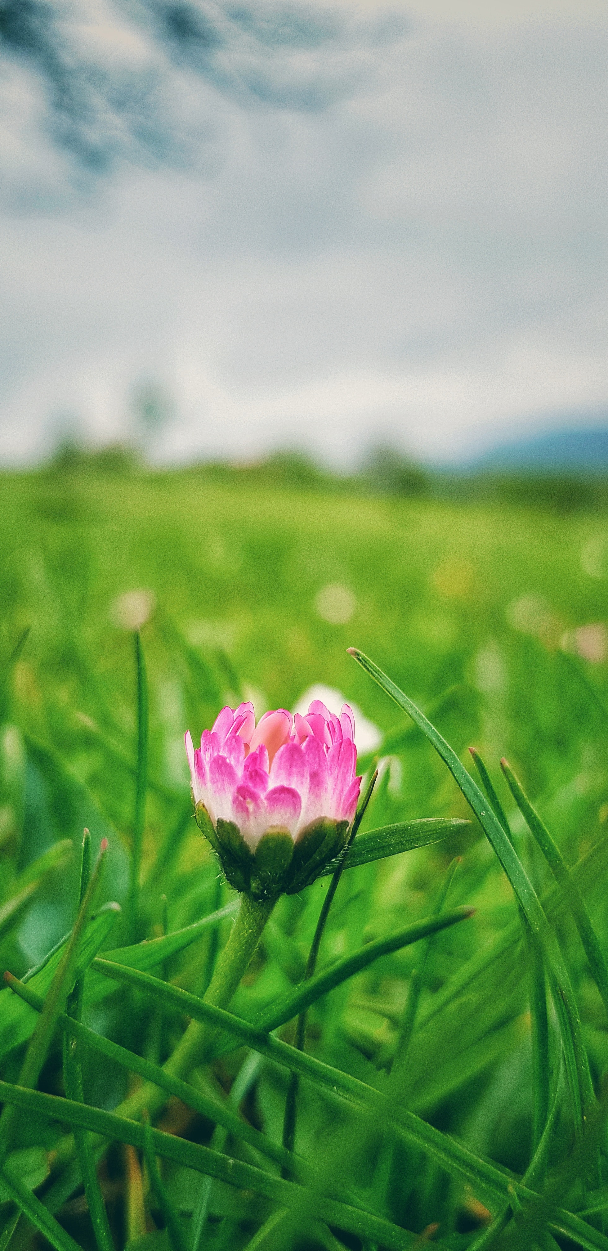 Tulip - HD Wallpaper 