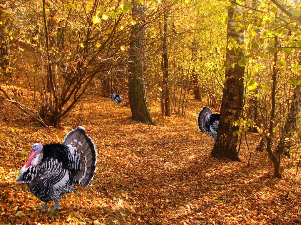 Turkey Thanksgiving - HD Wallpaper 