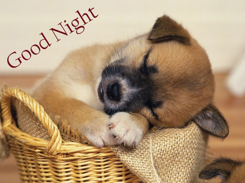 Good Night Wallpapers Hd - Good Night Images With Animals - HD Wallpaper 