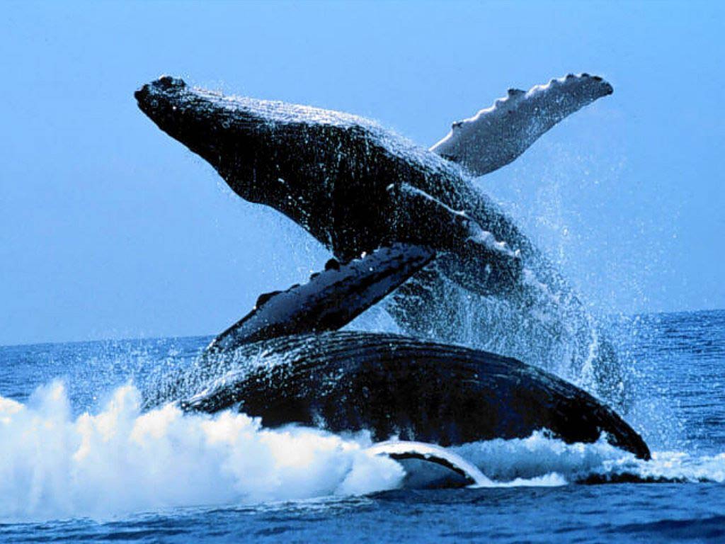 Free Blue Whale Desktop Wallpaper Wallpapers Desktop - Humpback Whales - HD Wallpaper 