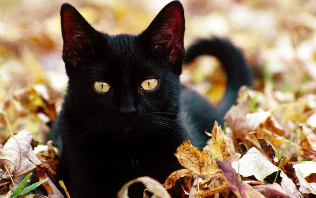 Beautiful Cat - Pretty Black Cat - HD Wallpaper 