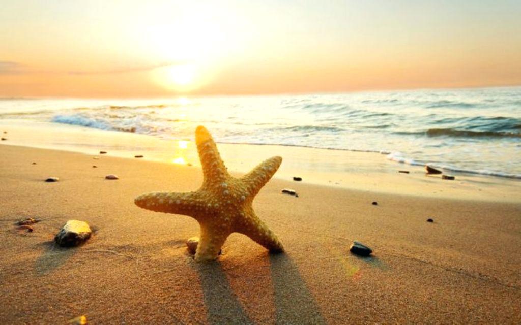 Sea Star On The Beach - HD Wallpaper 