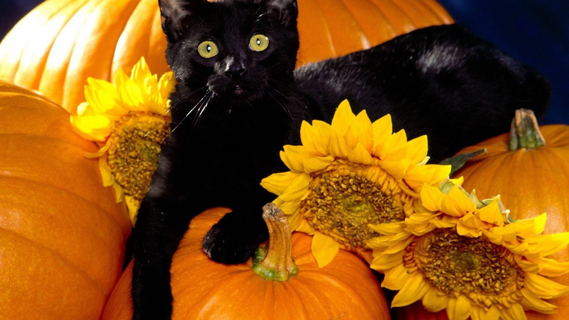 Black Cat Wallpaper - Halloween Pumpkins And Cats - HD Wallpaper 