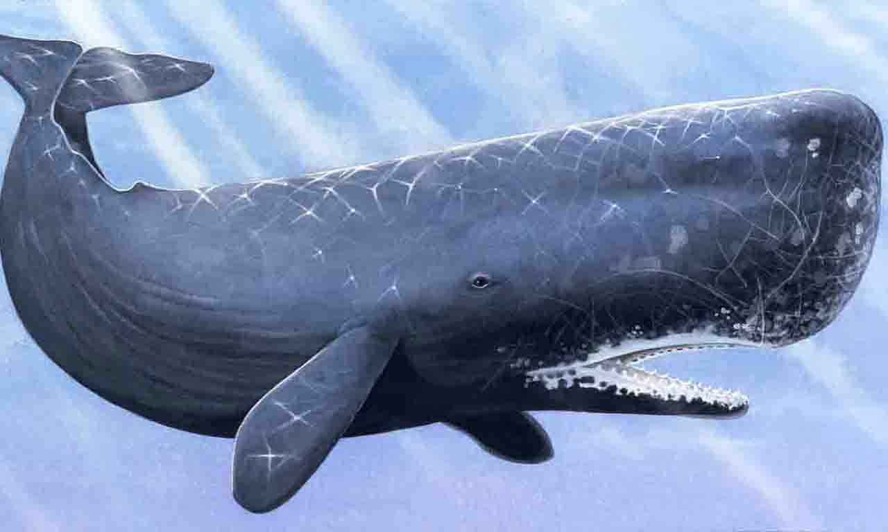 Free Sperm Whale Wallpaper Wallpapers Download - Whale With Square Head - HD Wallpaper 