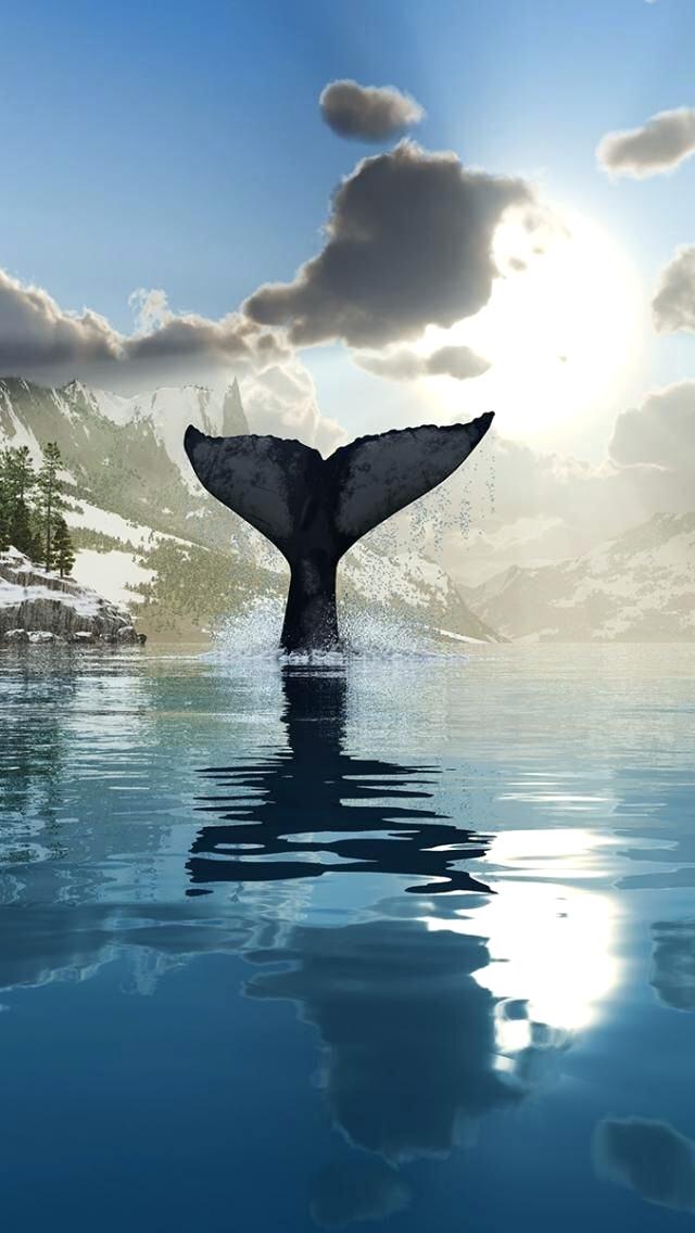 Whale Wallpaper Humpback Whale Wallpaper Ocean Whale - Whale Tail Wallpaper Iphone - HD Wallpaper 