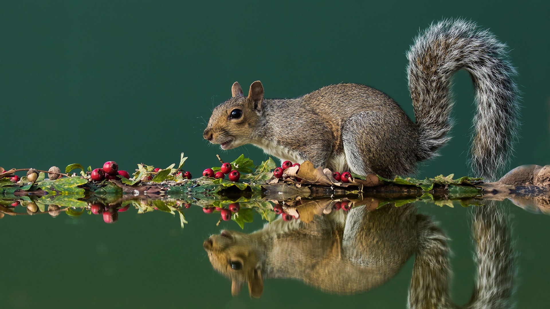 Fox Squirrel - HD Wallpaper 