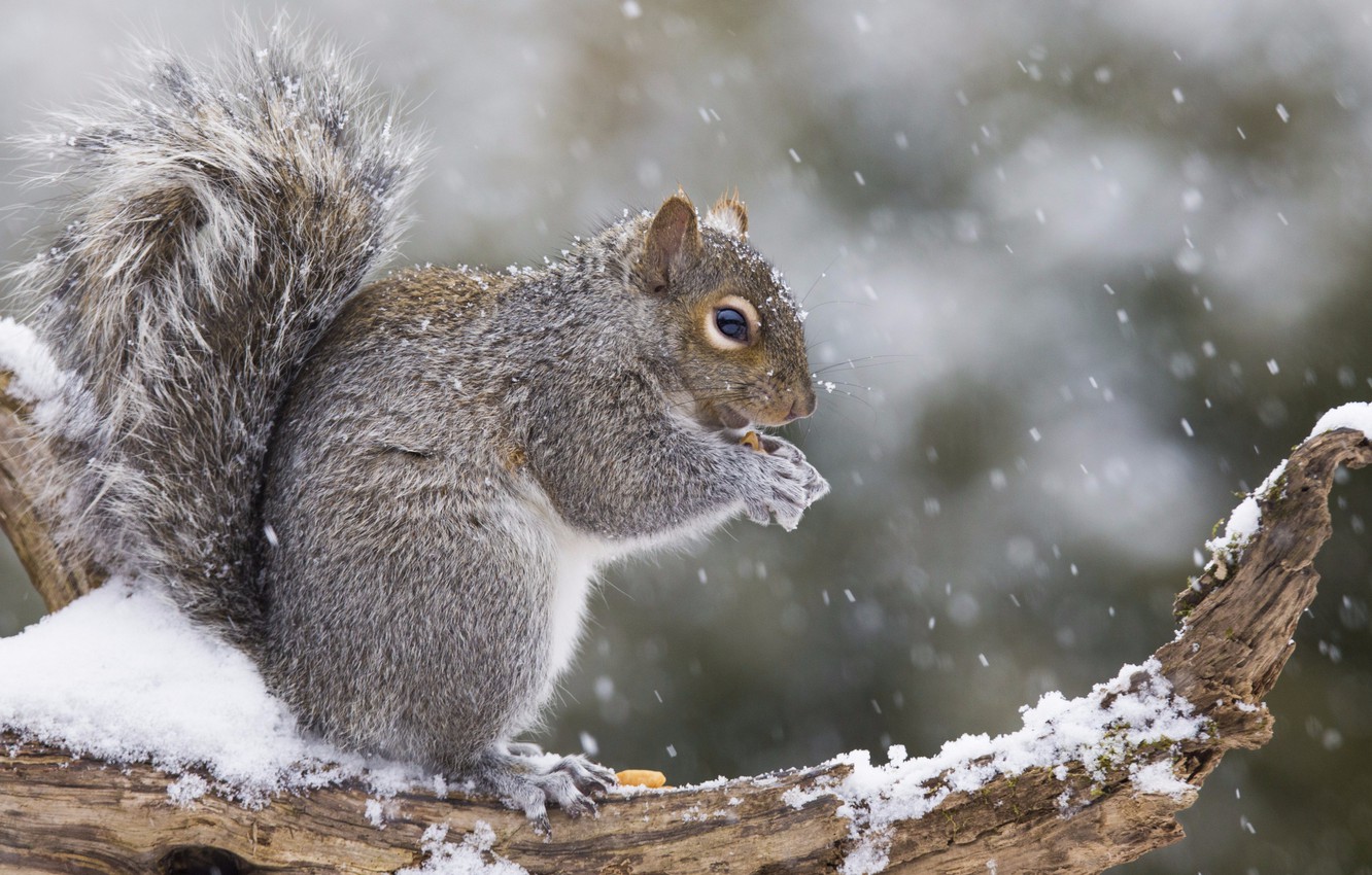 Photo Wallpaper Wood, Snow, Squirrel - Hd Wallpapers Of Squirrel For Pc - HD Wallpaper 