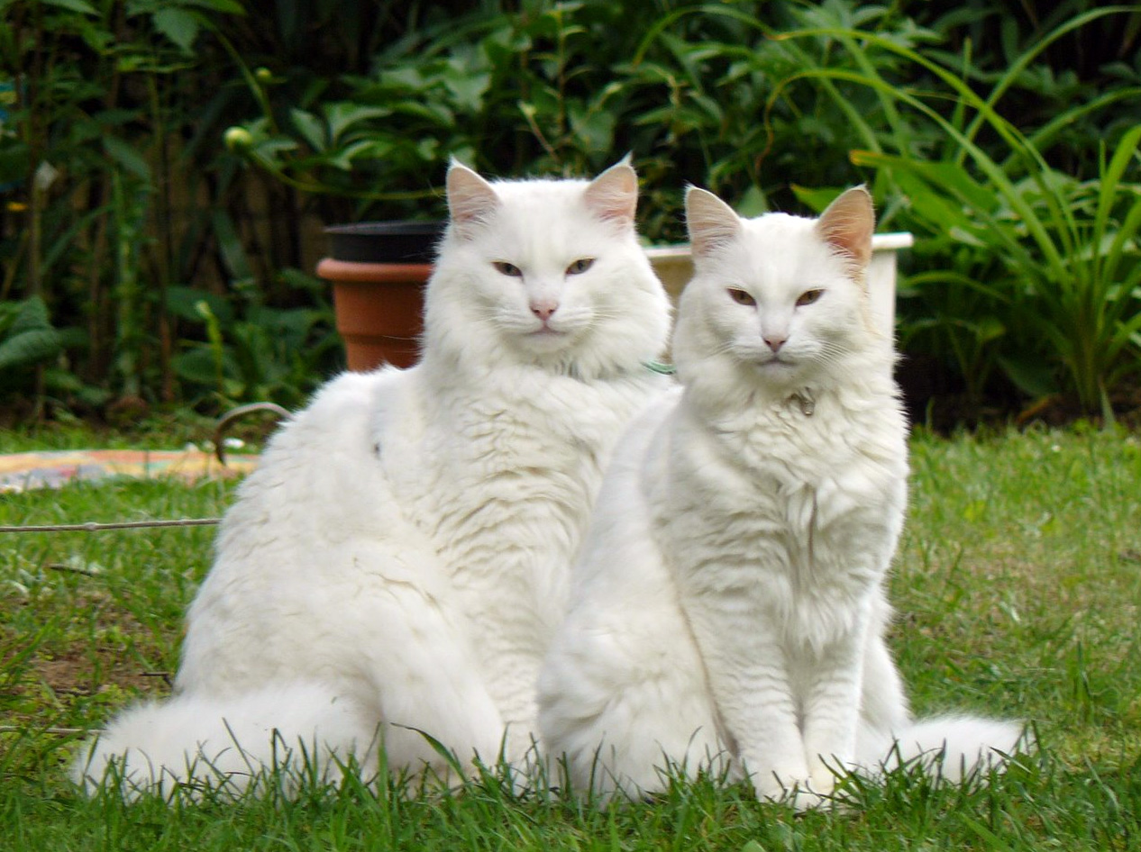 Two Norwegian Forest Cats Wallpaper - Maine Coon Cat Couple - HD Wallpaper 