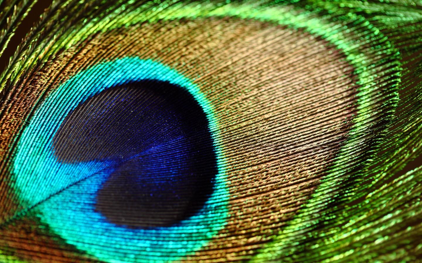 High Resolution Peacock Feather - HD Wallpaper 