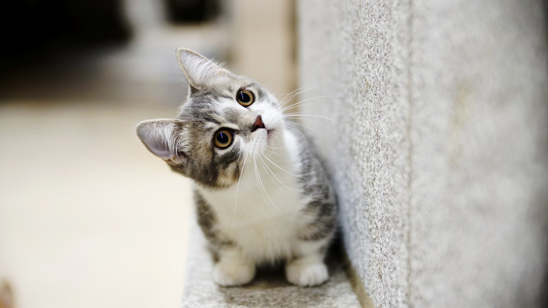 Cats Wallpaper Beautiful - HD Wallpaper 