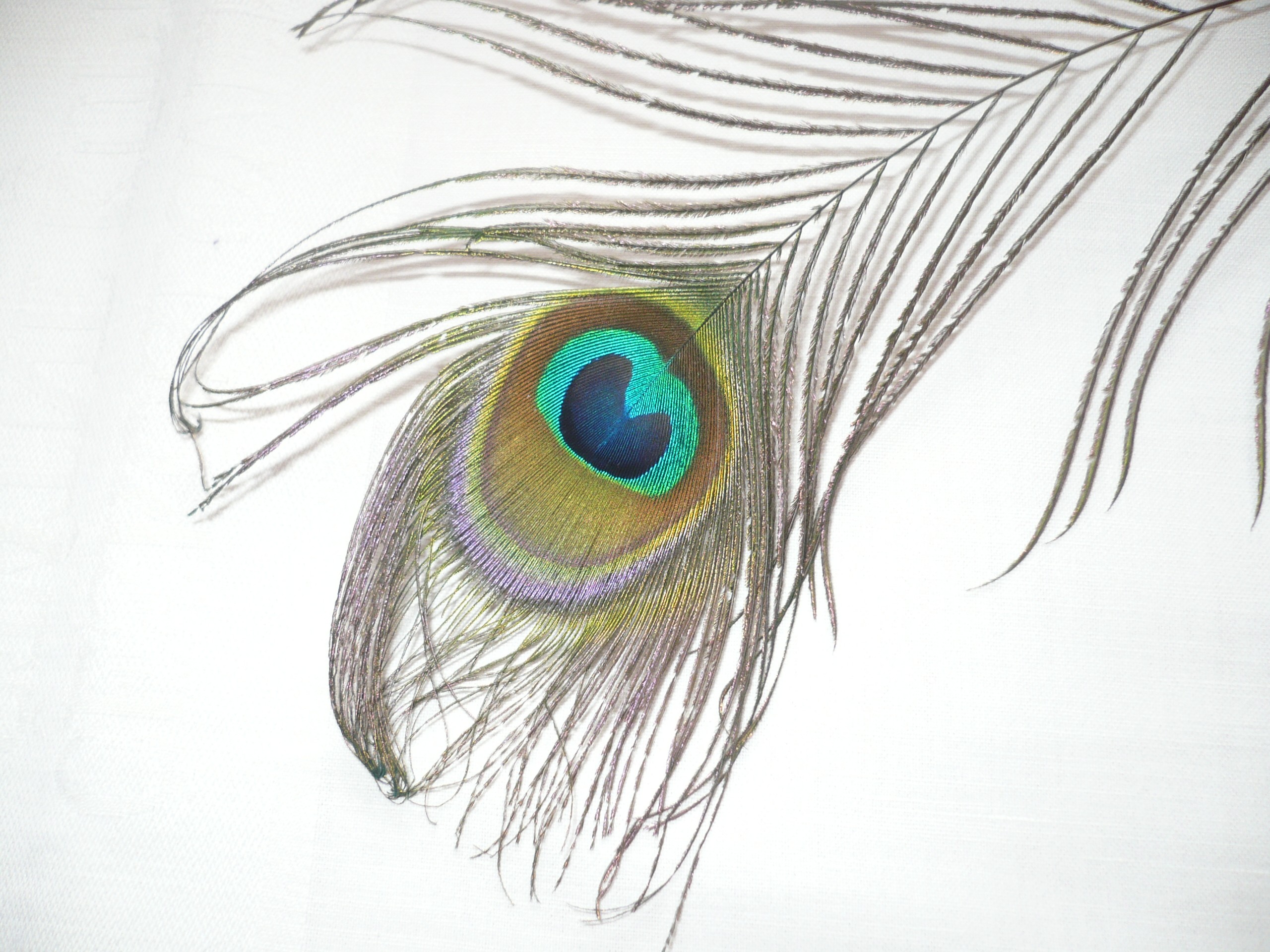 Peacock Feather Wallpaper - 2560x1920 Wallpaper Peacock Feather Wallpaper - 2560x1920 Wallpaper