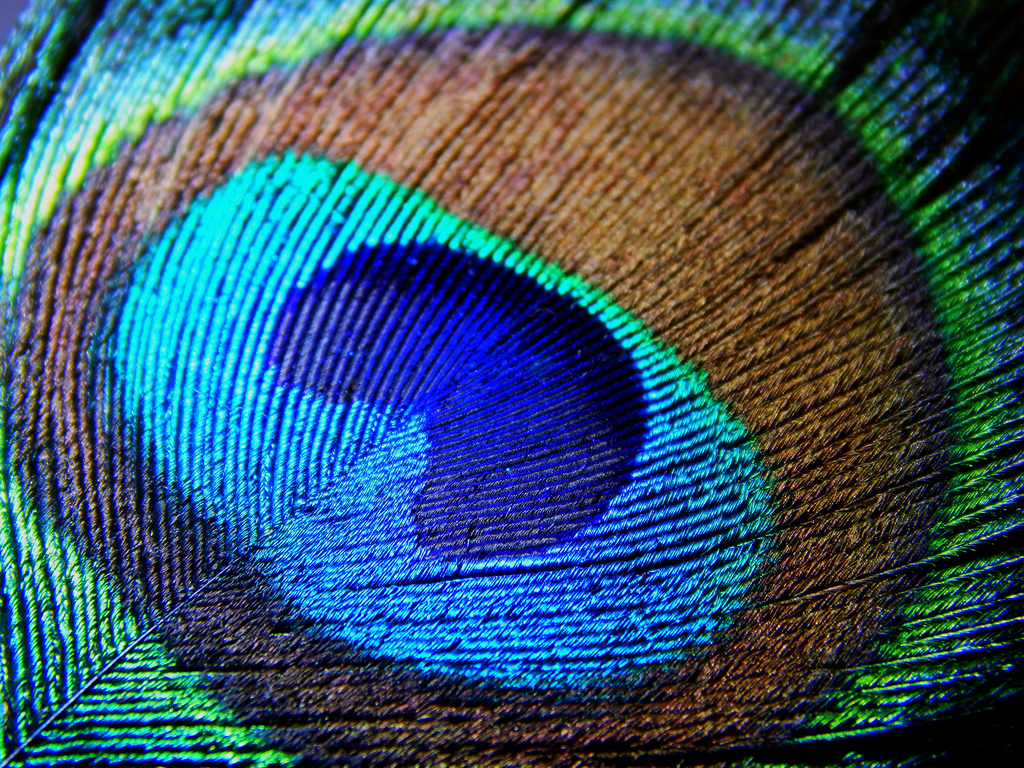 Peacock Feather Macro - Peacock Feather Images Hd - 1024x768 Wallpaper -  