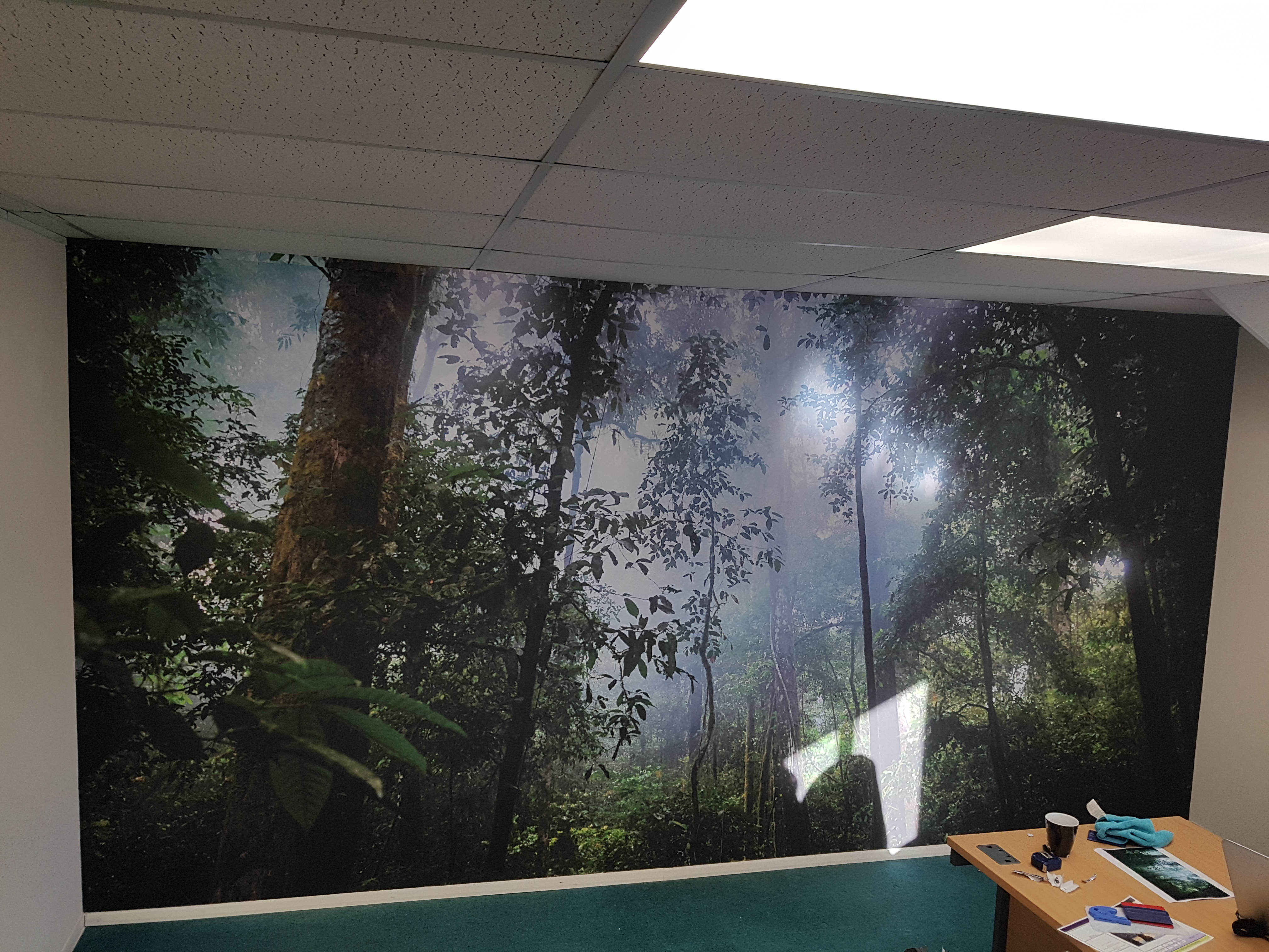 Malaysian Forest - HD Wallpaper 