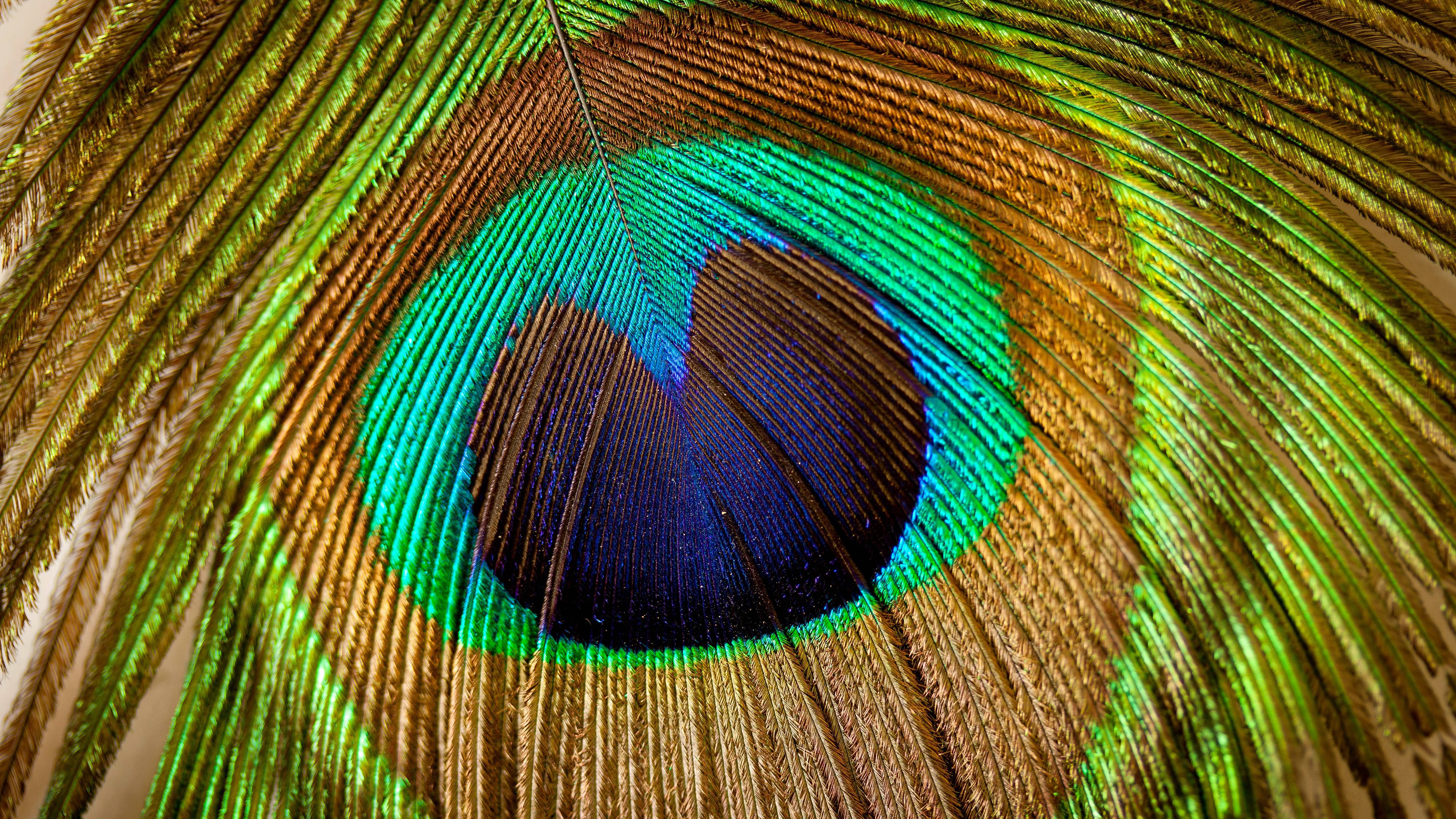 Peacock Feather Uhd 4k Wallpaper - Peacock Feather Hd Png - 3840x2160  Wallpaper 