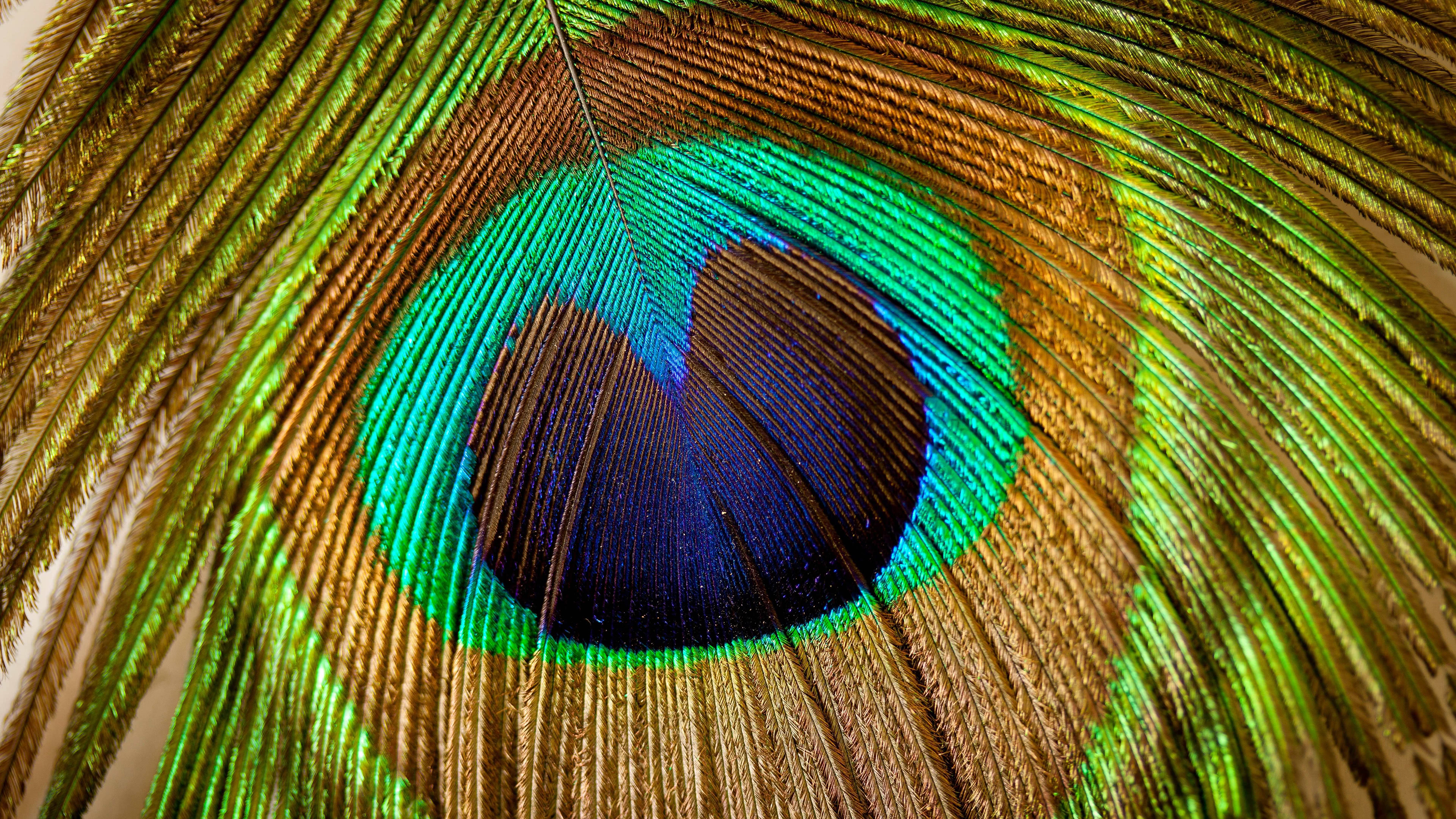 Peacock Feather Uhd 4k Wallpaper - Peacock Feather Hd Png - HD Wallpaper 