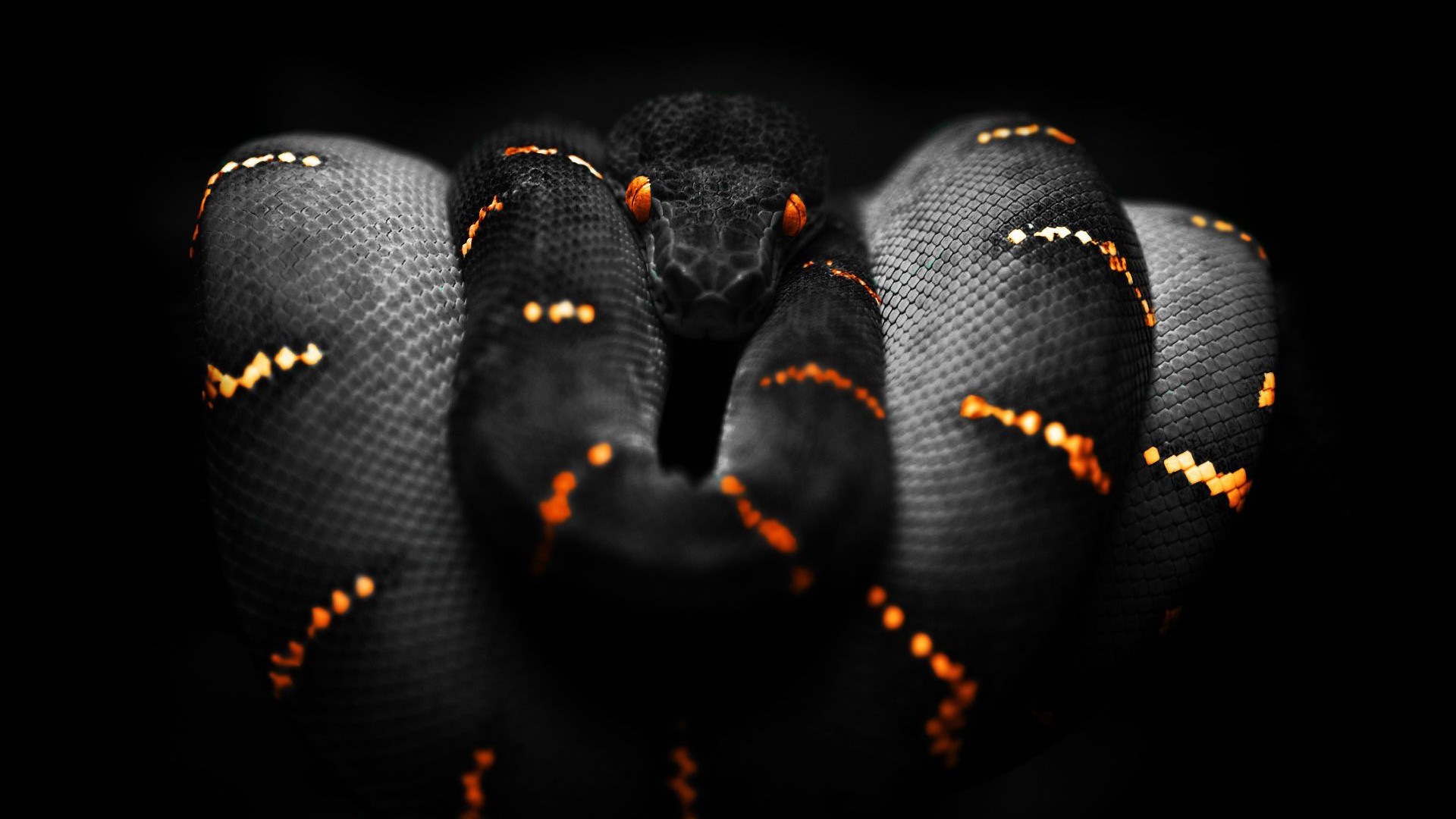 Black Mamba Wallpaper Snake - HD Wallpaper 