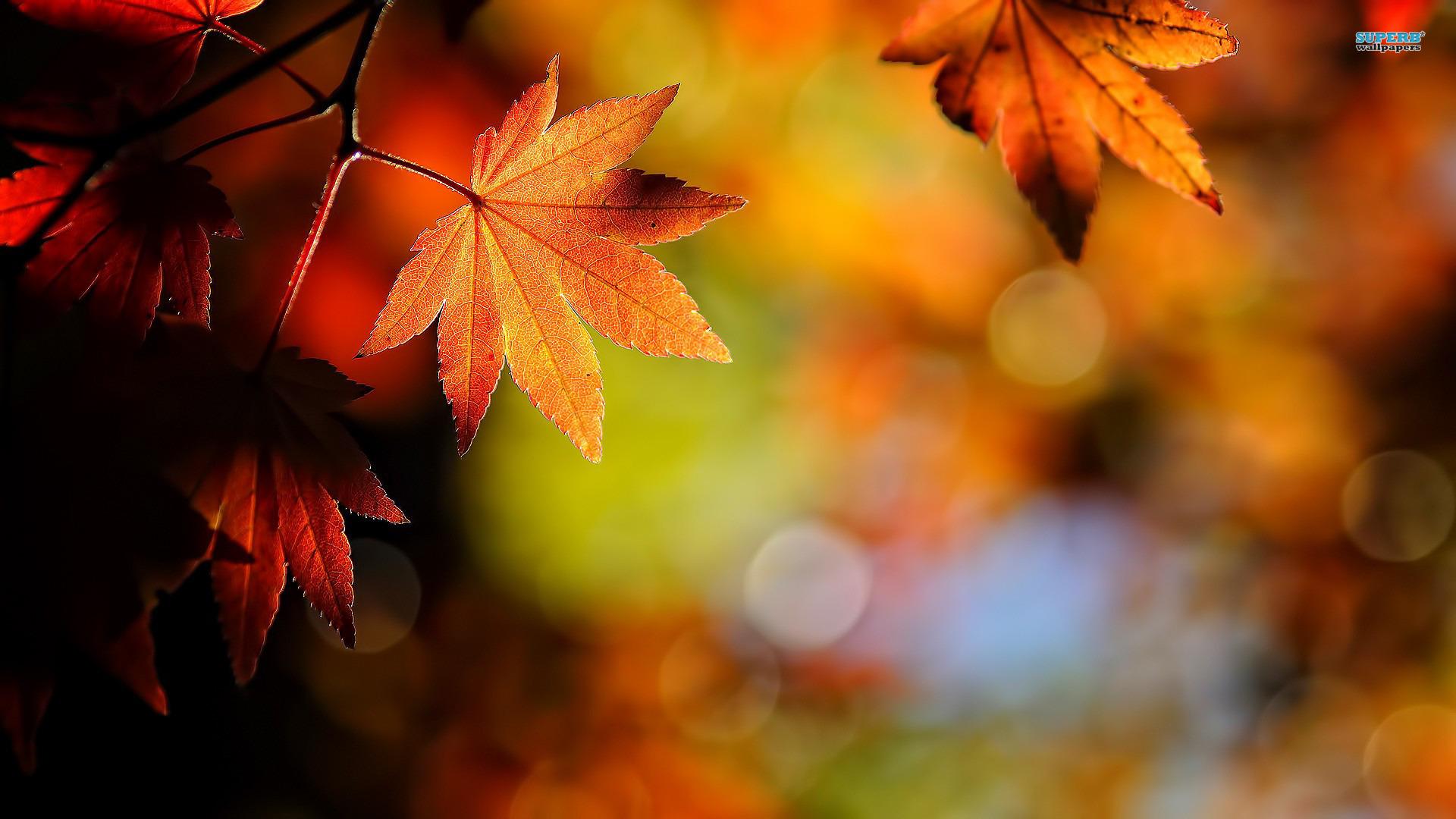 Leaves Autumn Wallpaper Hd - HD Wallpaper 
