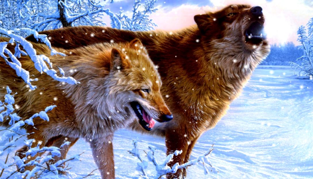 Howling Wolves Animated Wallpaper - Wolf Hd - HD Wallpaper 