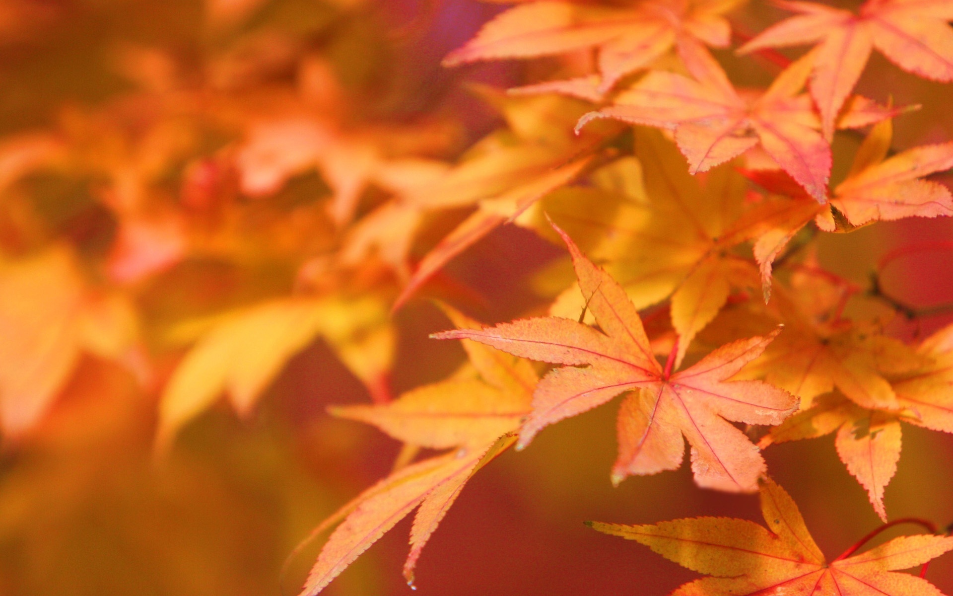 Autumn Leaves - Maple Leaves Wall Paper - HD Wallpaper 