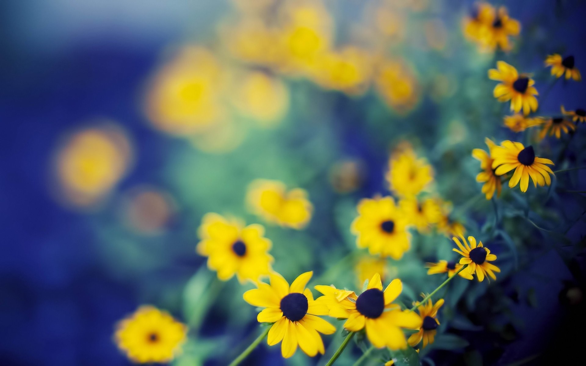 1920x1200, Nature Flowers Bokeh Depth Of Field Yellow - One Night Lover Nora En Pure - HD Wallpaper 