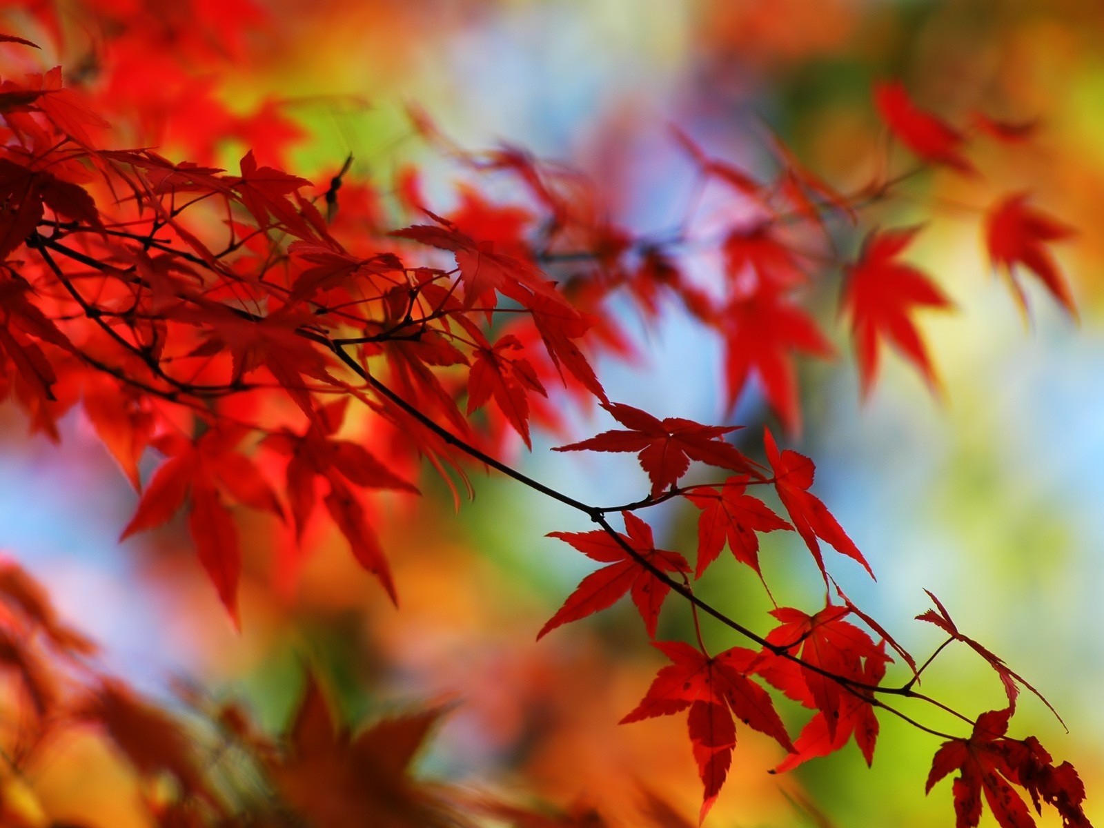 Hd Wallpapers Autumn Leaves Wallpaper Wallpapersdesktop - Red Leaf Background Hd - HD Wallpaper 