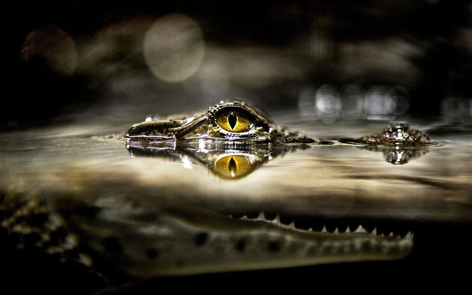1920x1200, Fonds D Ã©cran Crocodile - Crocodile Background Hd - HD Wallpaper 