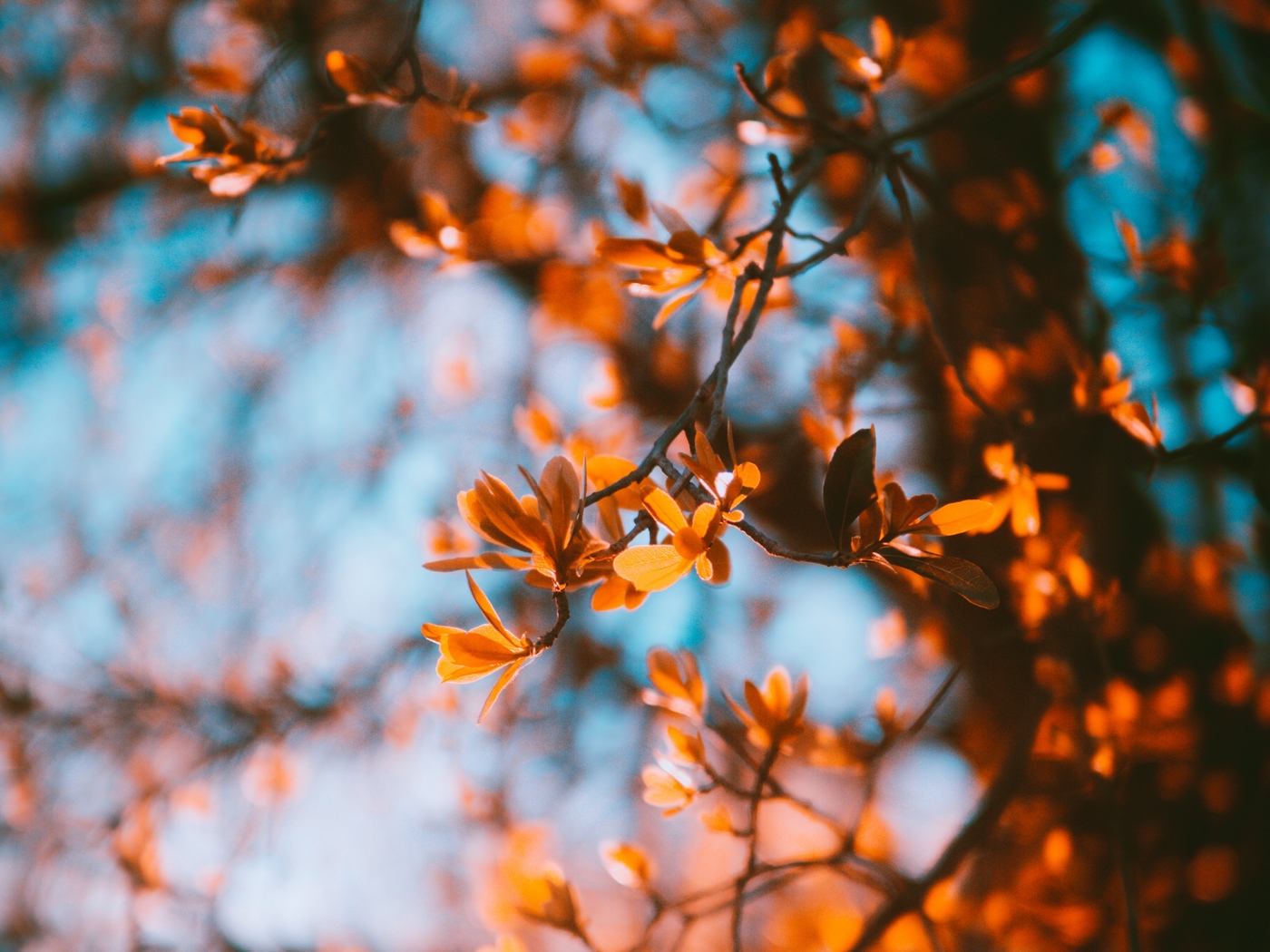 Wallpaper Branches, Blur, Autumn, Leaves - Autumn Leaves Wallpaper Iphone - HD Wallpaper 