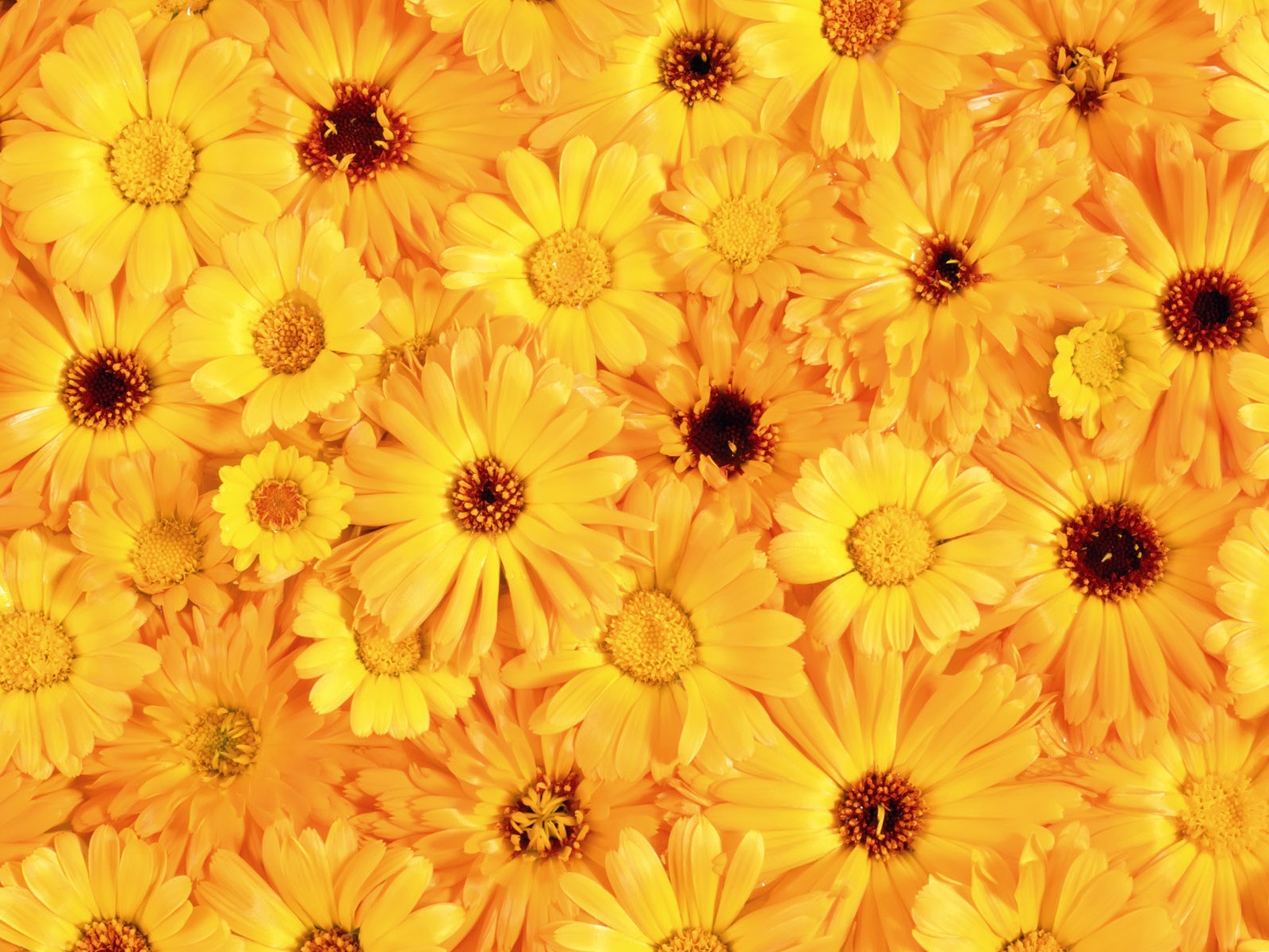 Yellow Flowers Wallpaper Free - 1600x1200 Wallpaper 