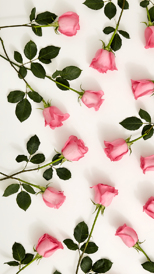 Pink Roses Cute Iphone Background - HD Wallpaper 