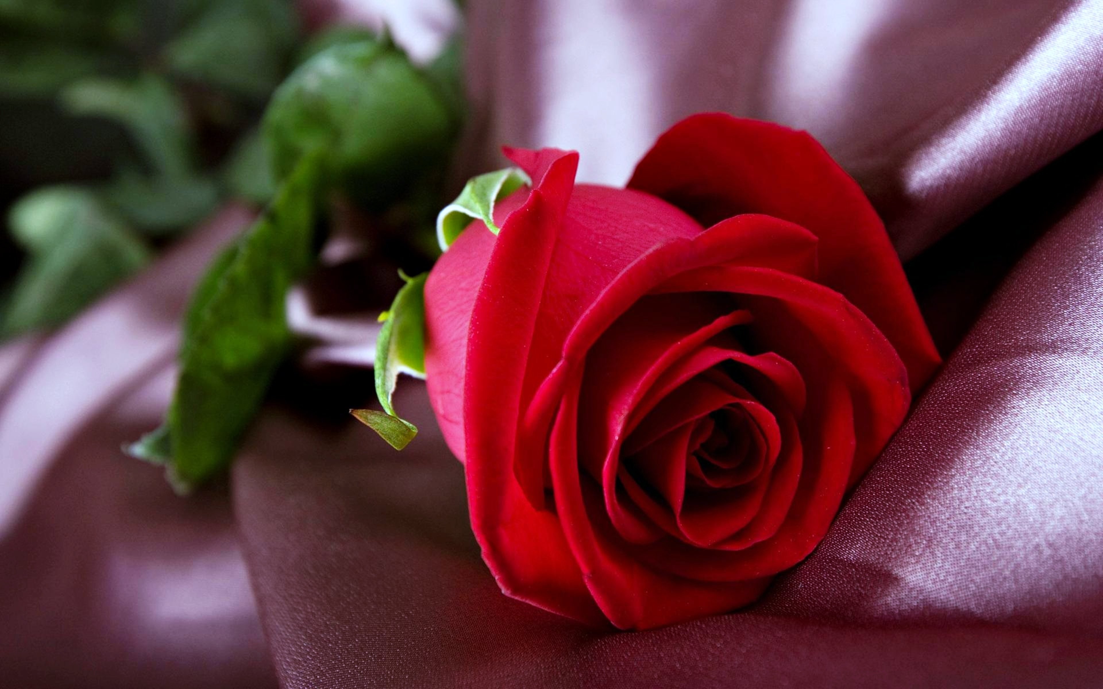 Leaf, 1080p, Lovely Love Flower Wallpaper Hd,beautiful - Red Rose Hd - HD Wallpaper 