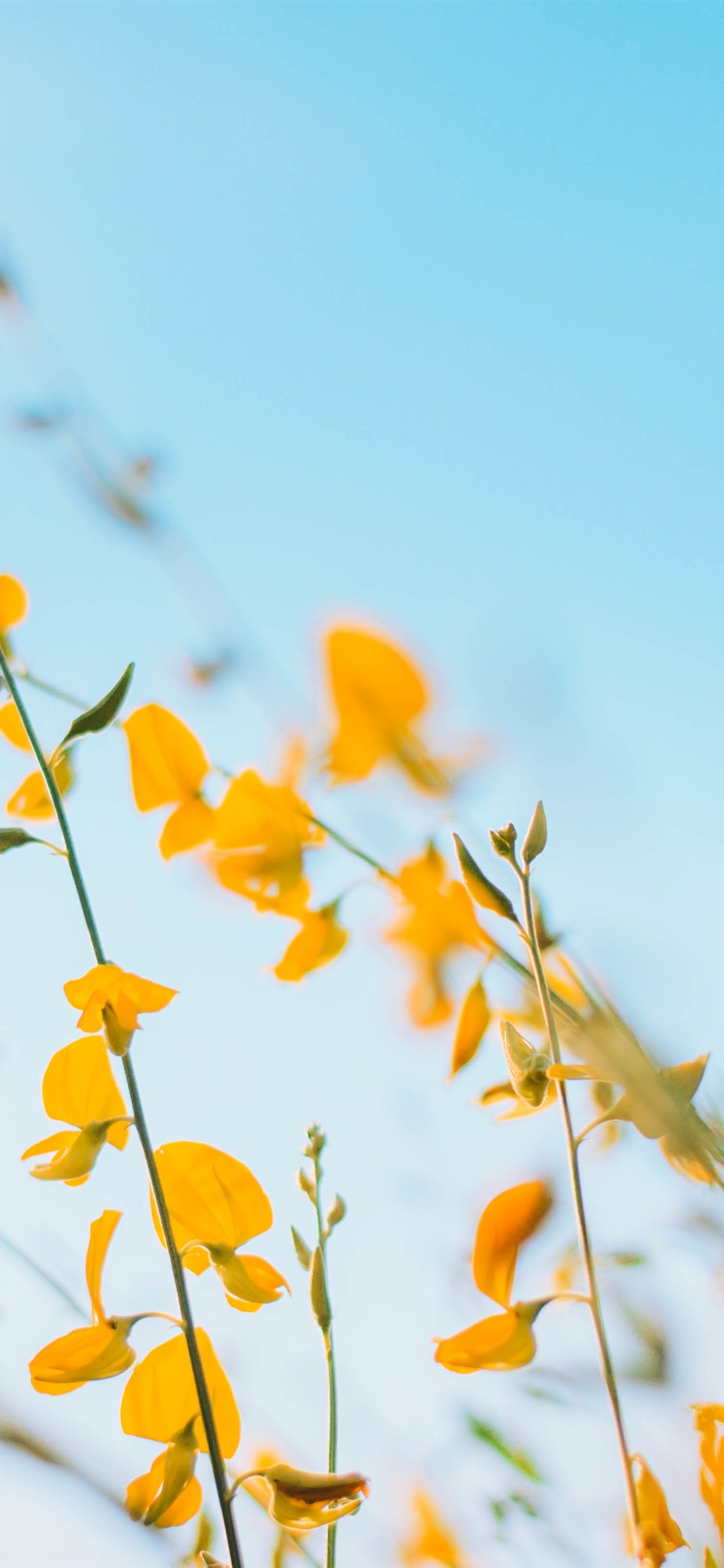 Featured image of post Iphone 11 Wallpaper Yellow Flowers