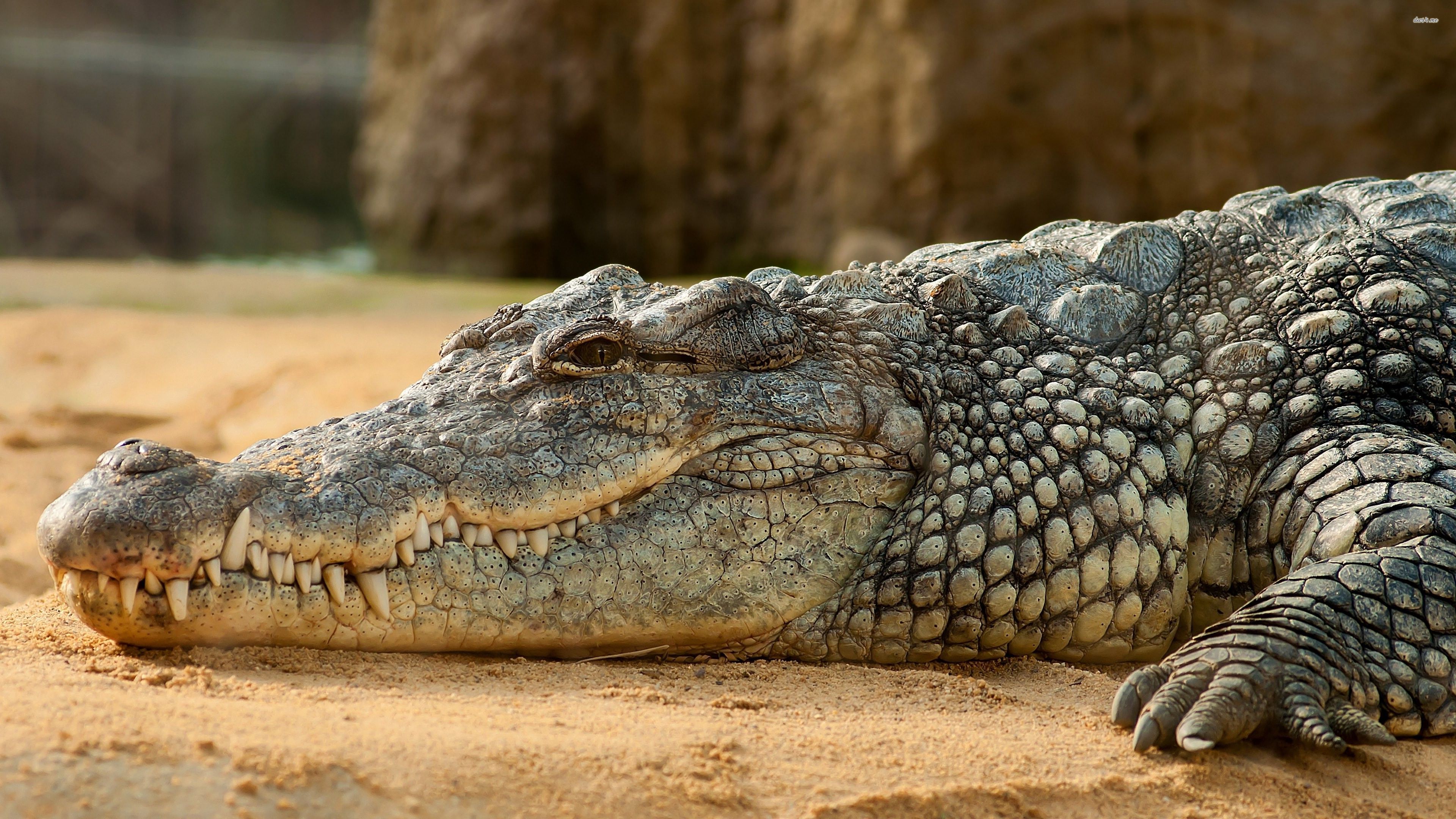 Nile Crocodile - HD Wallpaper 