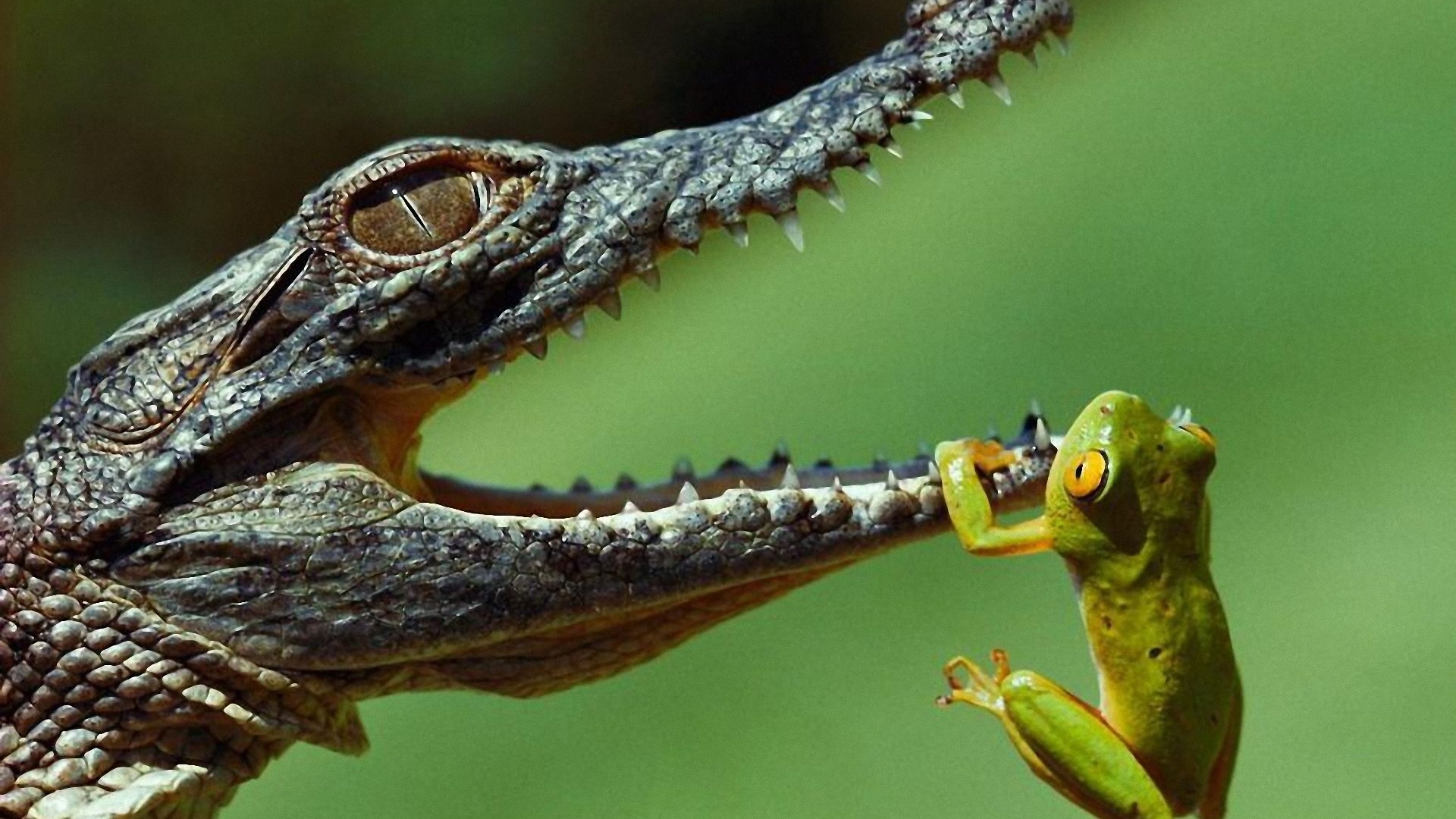 National Geographic Animals Hd - HD Wallpaper 