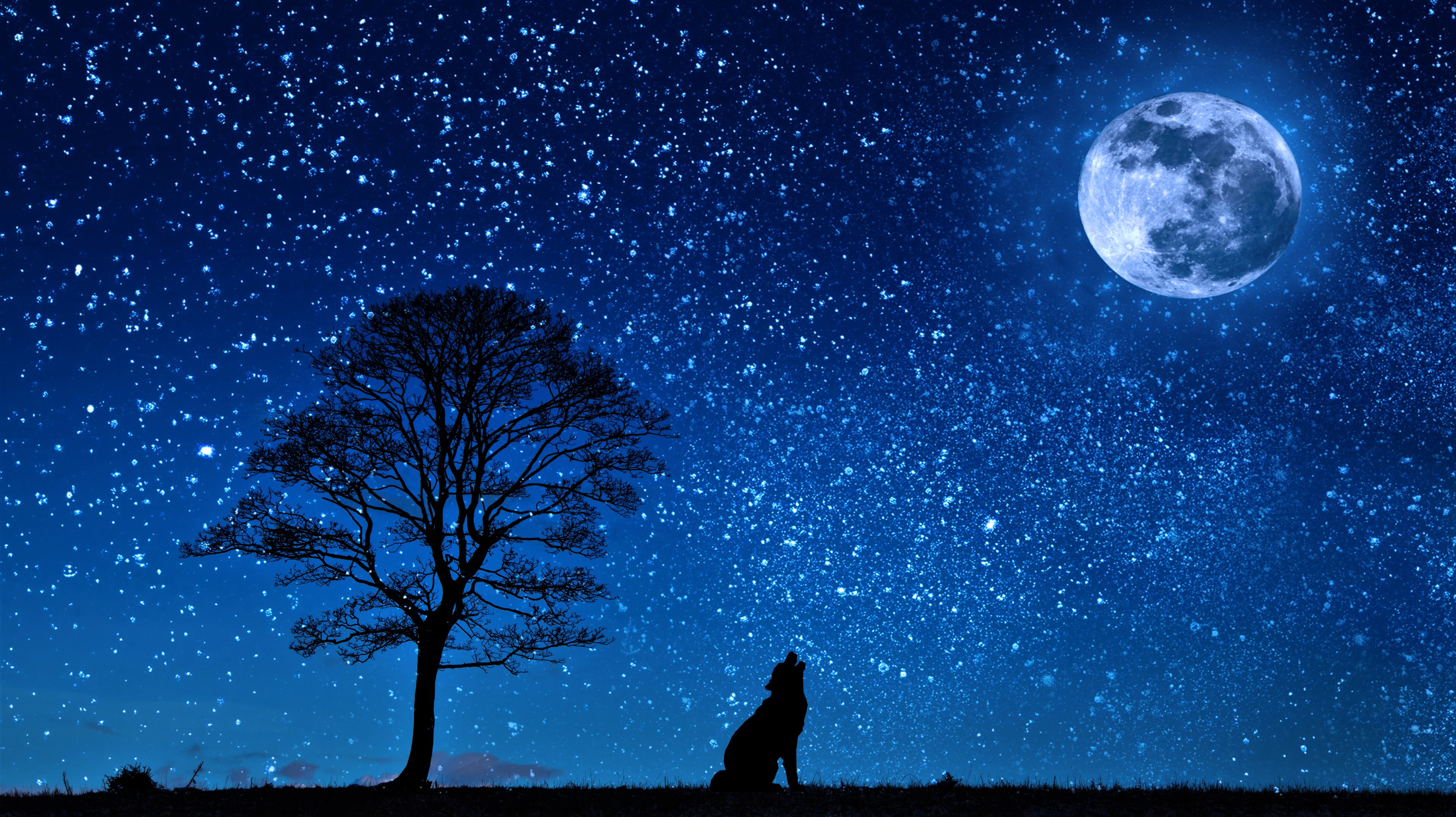 Wolf Howling In The Night - HD Wallpaper 