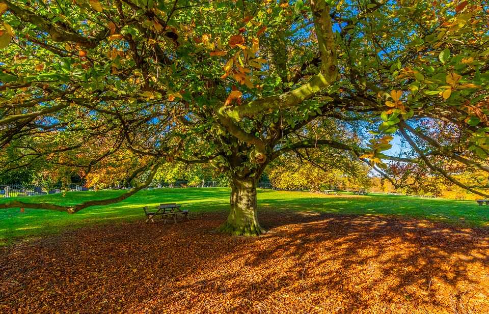 Autumn Leaves, Wallpaper, Yorkshire, Shadow, Autumn - Autumn - HD Wallpaper 