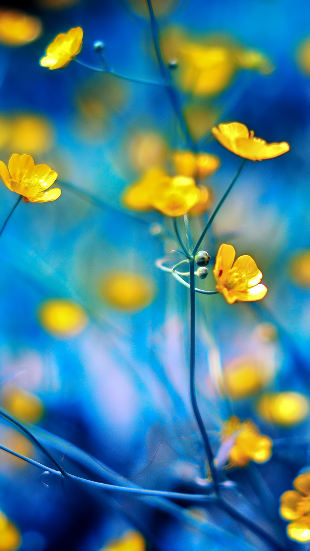 Yellow Flowers - Spring Wallpaper Bokeh - HD Wallpaper 