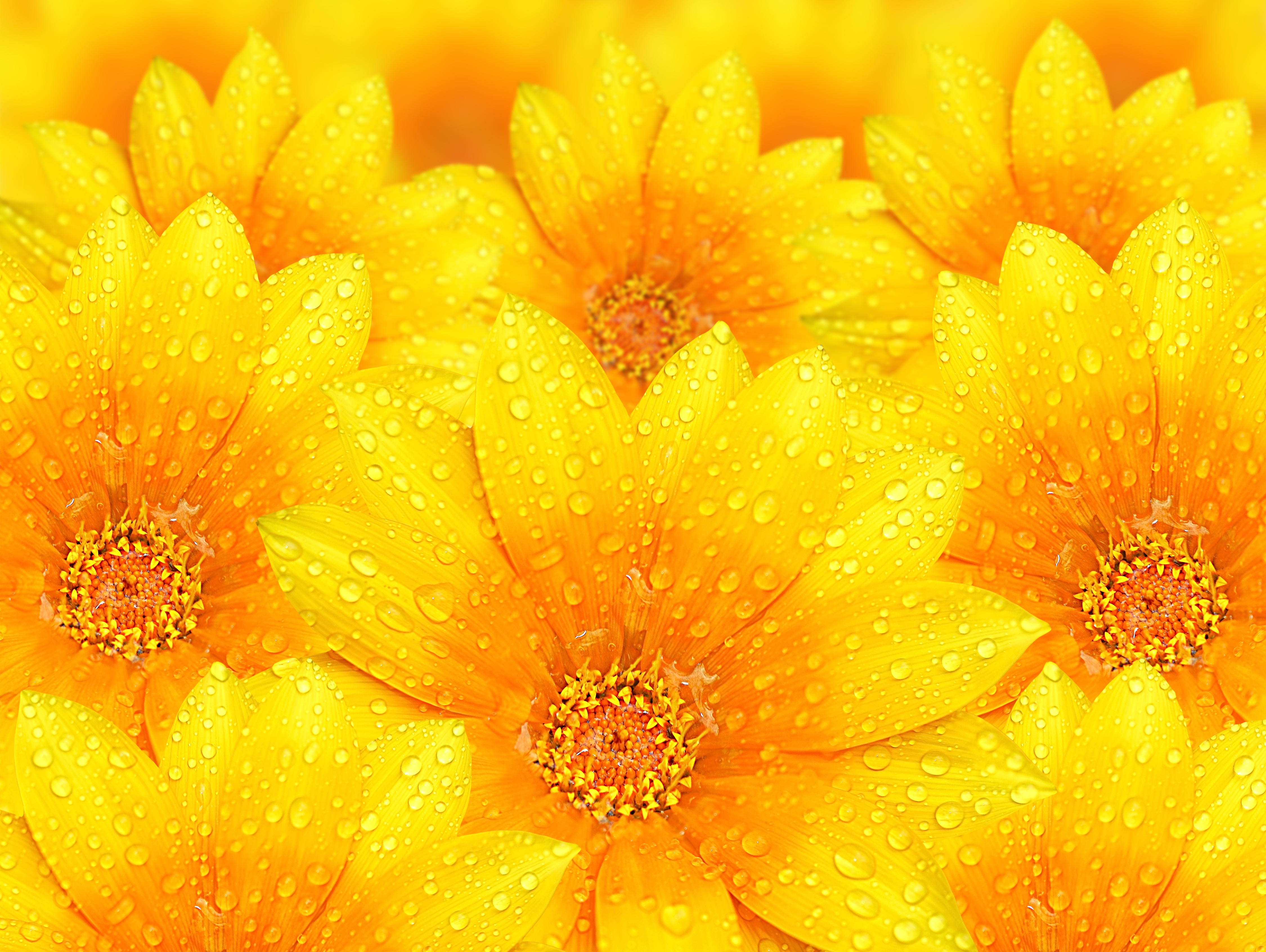 Yellow Flowers Hd Cover - Bright Yellow Flower Background - HD Wallpaper 