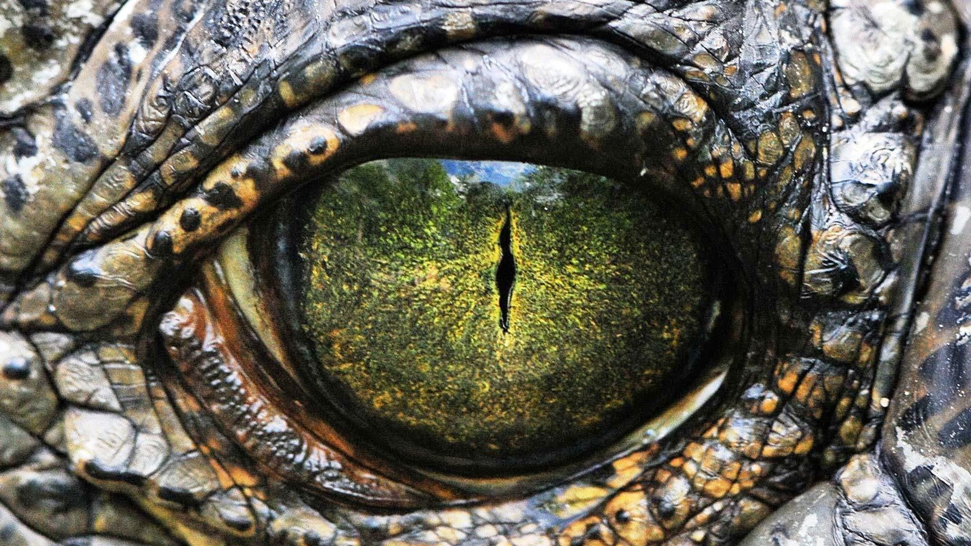 Crocodile Eye Hd Wallpapers - Crocodile Eyes Hd - HD Wallpaper 