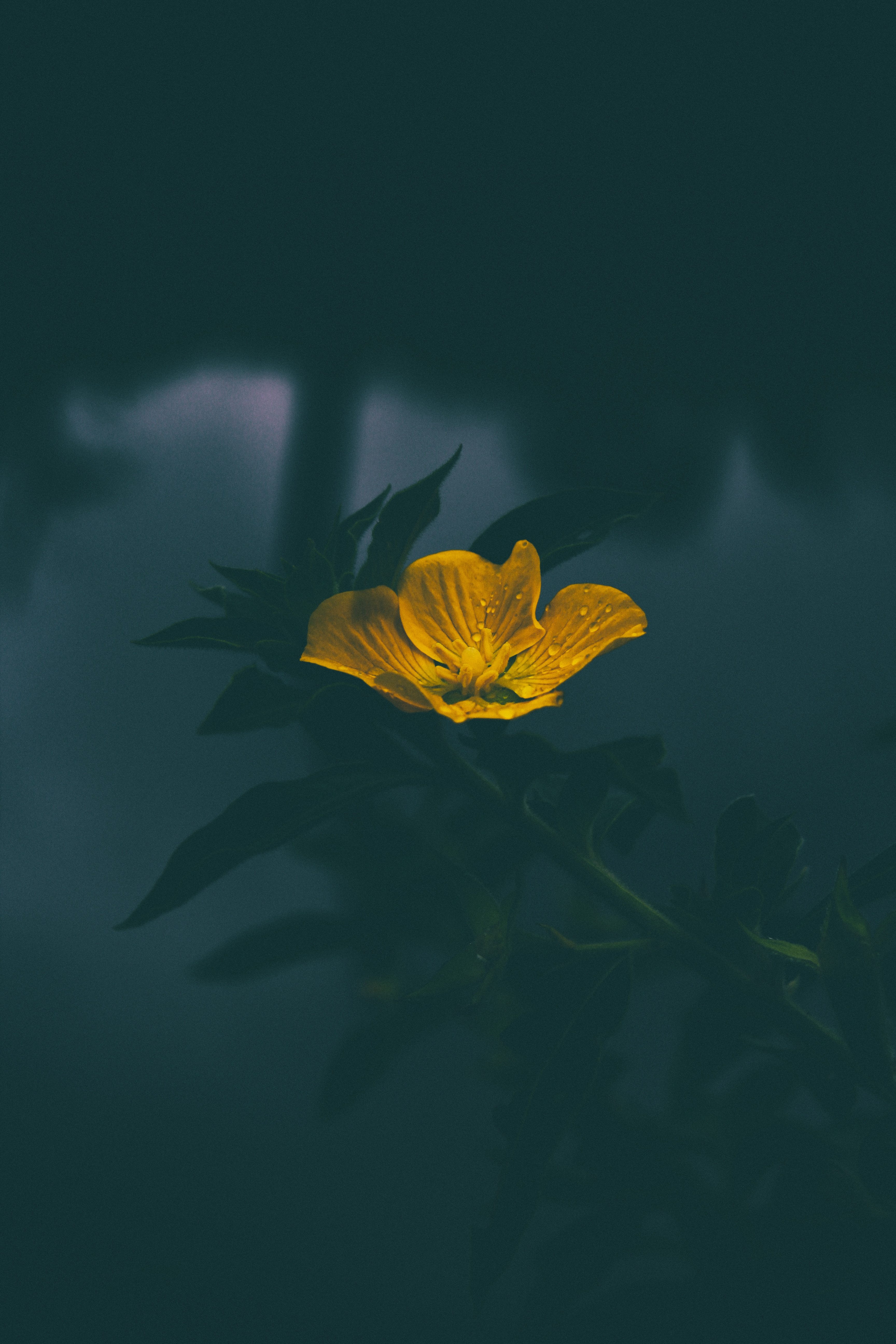 Yellow Flowers With Dark - HD Wallpaper 