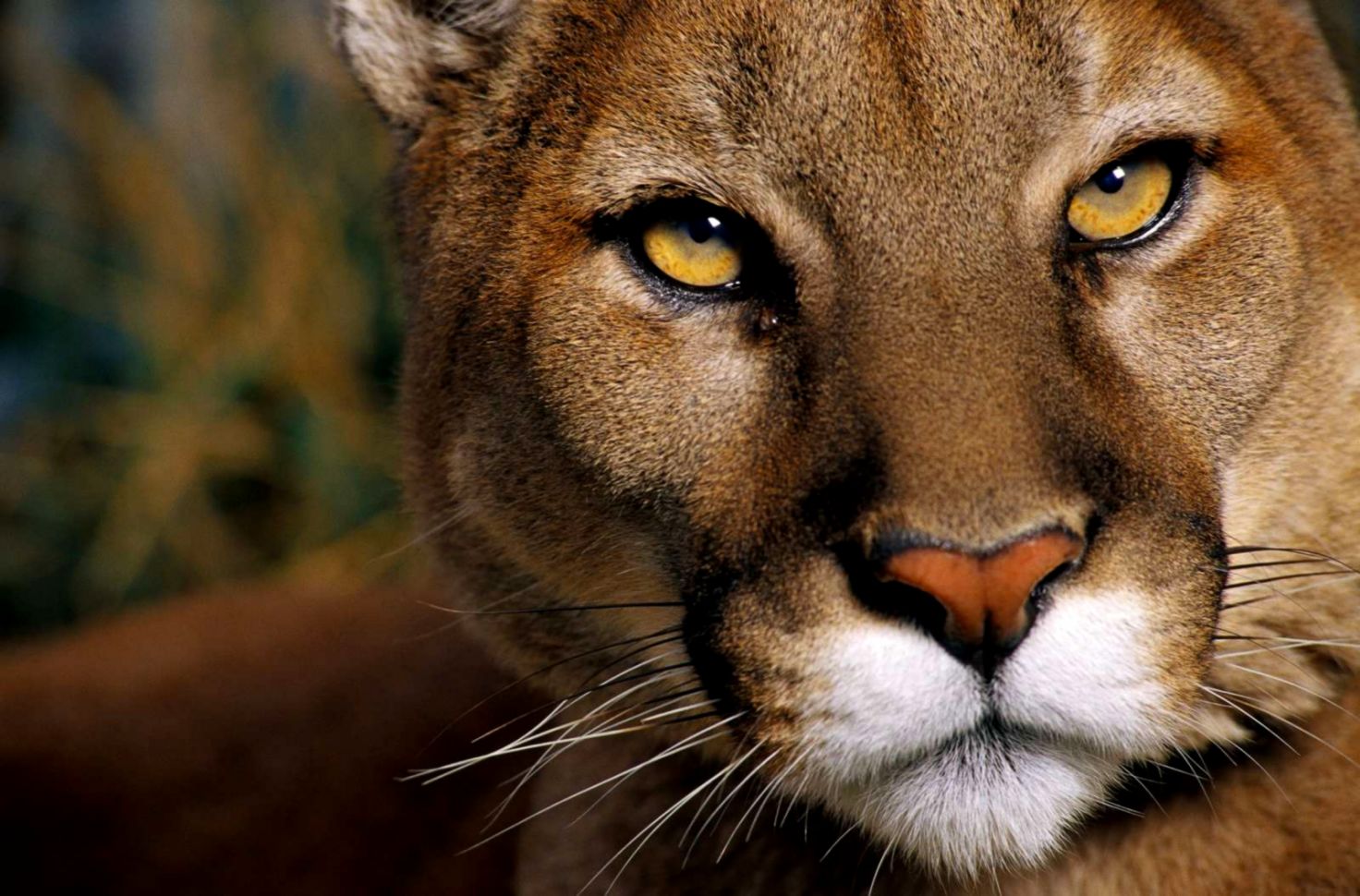 Puma Hd Wallpapers - Puma Animal - HD Wallpaper 